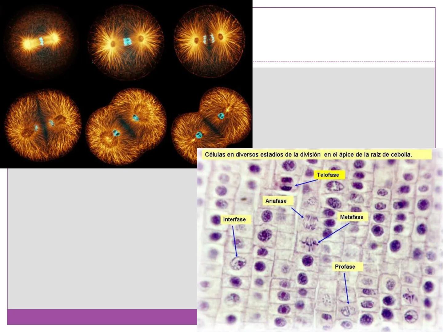 # DIVISIÓN
# CELULAR
“TODAS LAS CÉLULAS PROVIENEN DE OTRAS
CÉLULAS.” # La división celular transmite información
hereditaria a las células