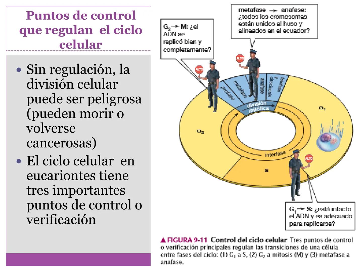 # DIVISIÓN
# CELULAR
“TODAS LAS CÉLULAS PROVIENEN DE OTRAS
CÉLULAS.” # La división celular transmite información
hereditaria a las células