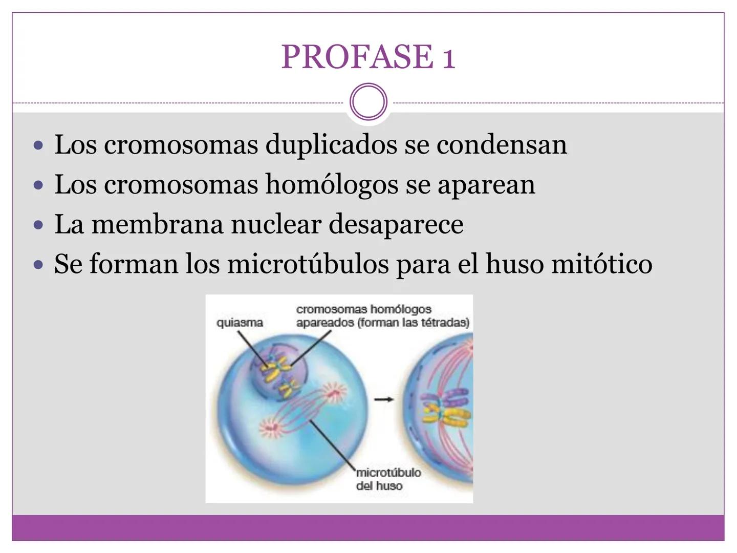 # DIVISIÓN
# CELULAR
“TODAS LAS CÉLULAS PROVIENEN DE OTRAS
CÉLULAS.” # La división celular transmite información
hereditaria a las células