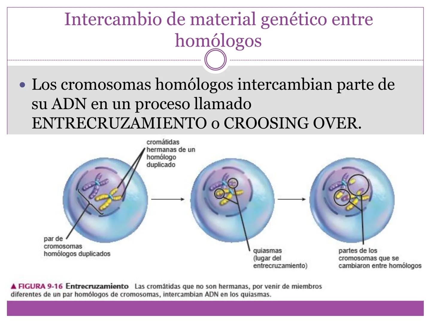 # DIVISIÓN
# CELULAR
“TODAS LAS CÉLULAS PROVIENEN DE OTRAS
CÉLULAS.” # La división celular transmite información
hereditaria a las células