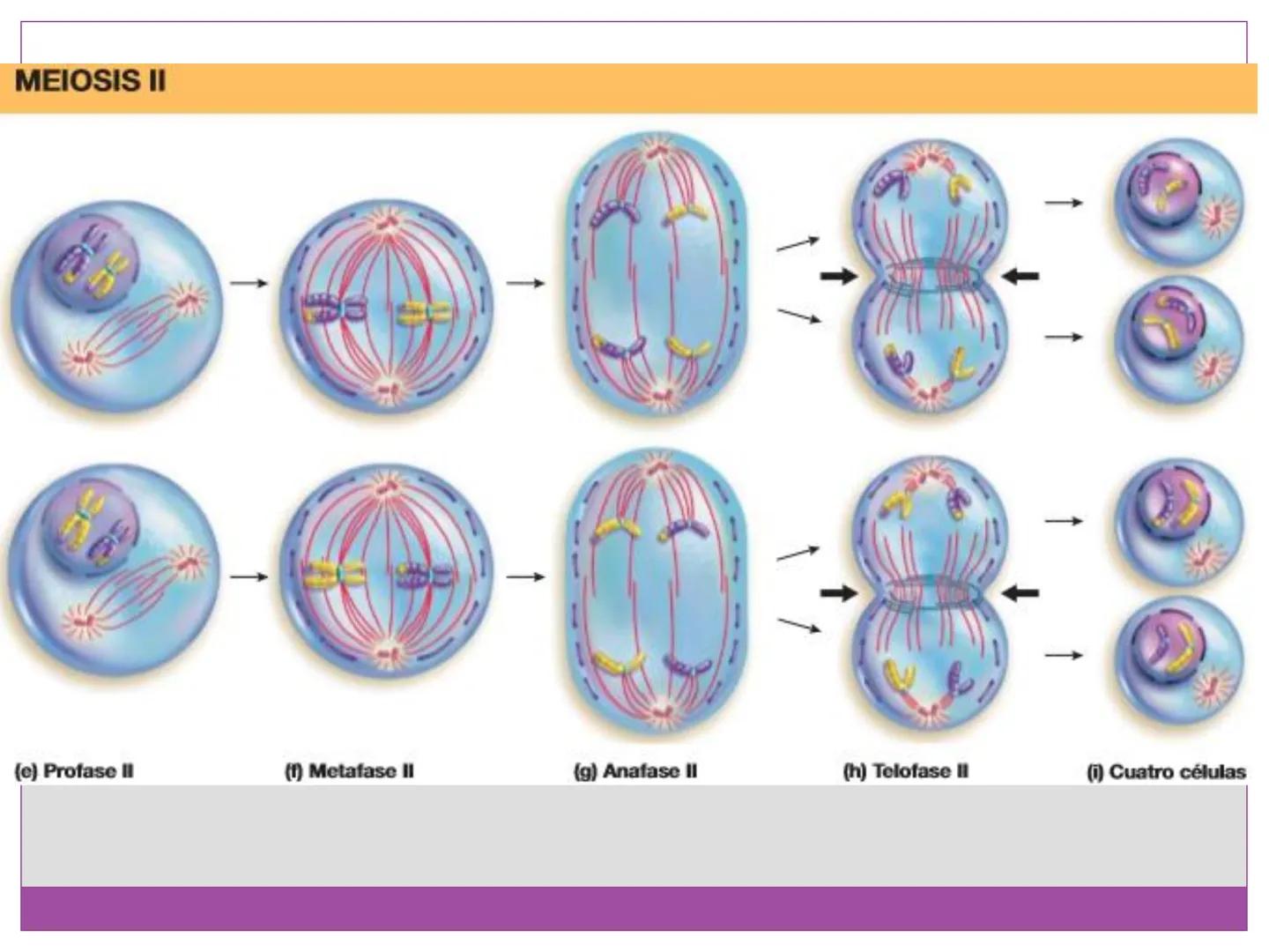 # DIVISIÓN
# CELULAR
“TODAS LAS CÉLULAS PROVIENEN DE OTRAS
CÉLULAS.” # La división celular transmite información
hereditaria a las células