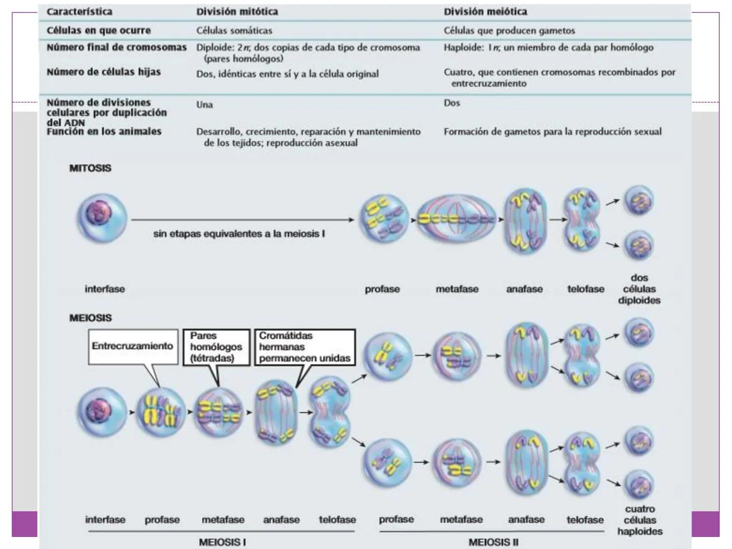 # DIVISIÓN
# CELULAR
“TODAS LAS CÉLULAS PROVIENEN DE OTRAS
CÉLULAS.” # La división celular transmite información
hereditaria a las células