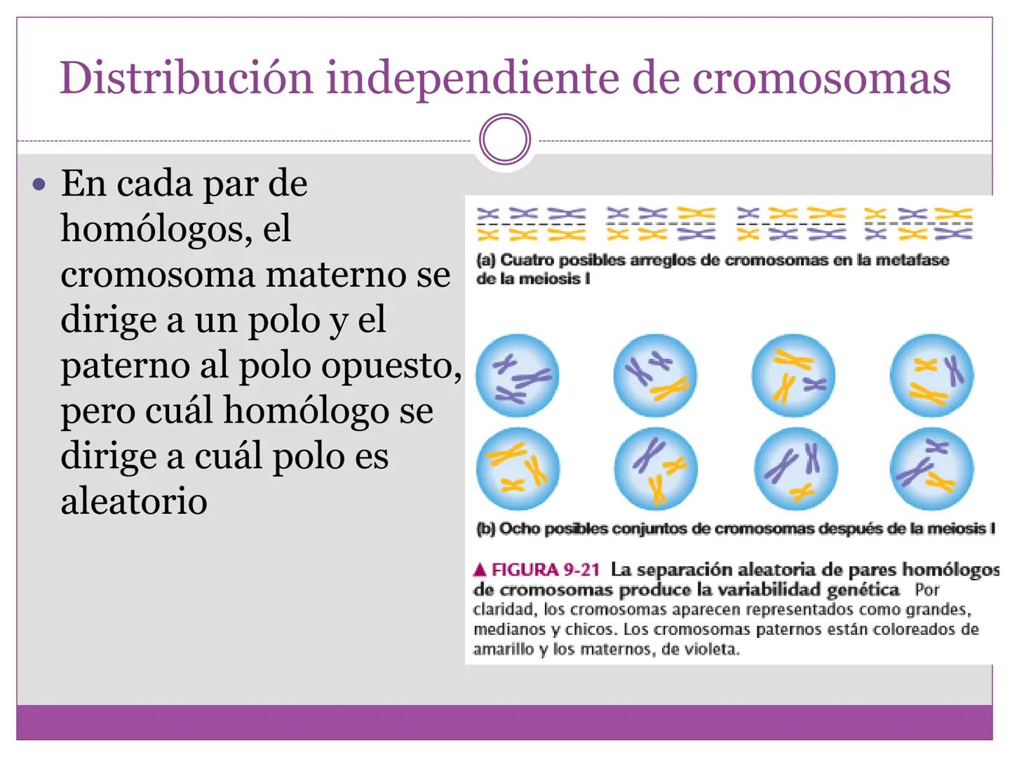 # DIVISIÓN
# CELULAR
“TODAS LAS CÉLULAS PROVIENEN DE OTRAS
CÉLULAS.” # La división celular transmite información
hereditaria a las células