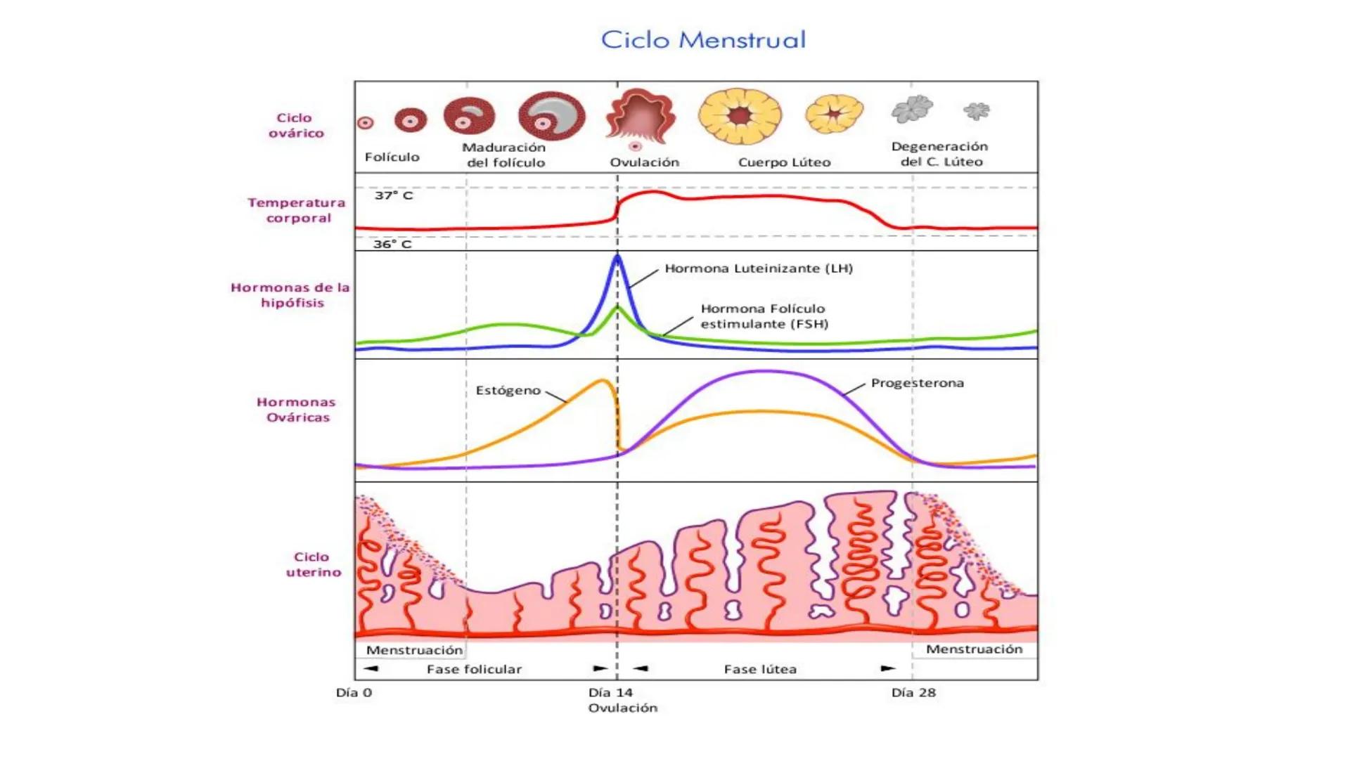 Salud sexual
reproductiva A través de nuestro cuerpo experimentamos y vivimos la sexualidad.
Conocer nuestro cuerpo es necesario para disfru