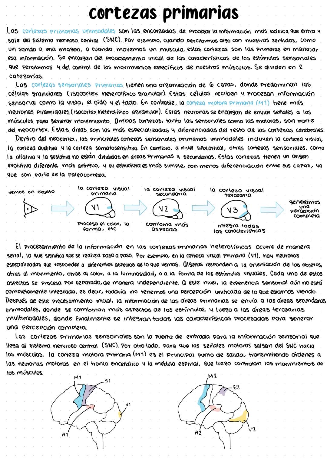 # tipos de cortezas
El cerebro humano tiene diferentes tipos de cortezas que se pueden clasificar según su origen evolutivo.
Estas cortezas