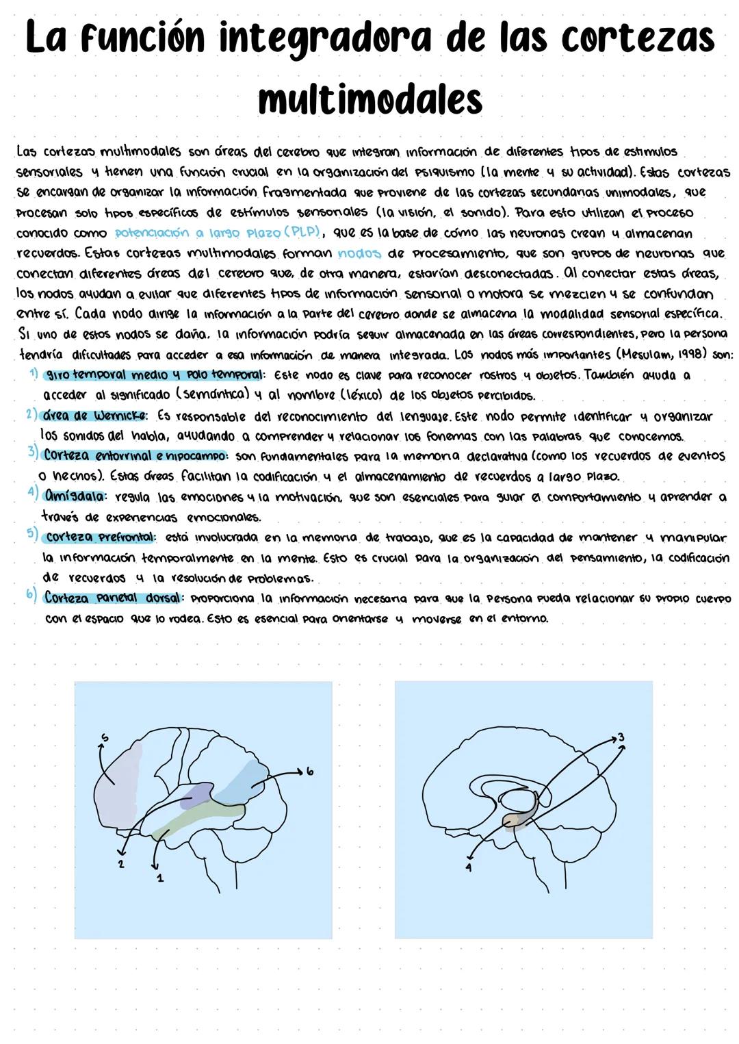 # tipos de cortezas
El cerebro humano tiene diferentes tipos de cortezas que se pueden clasificar según su origen evolutivo.
Estas cortezas