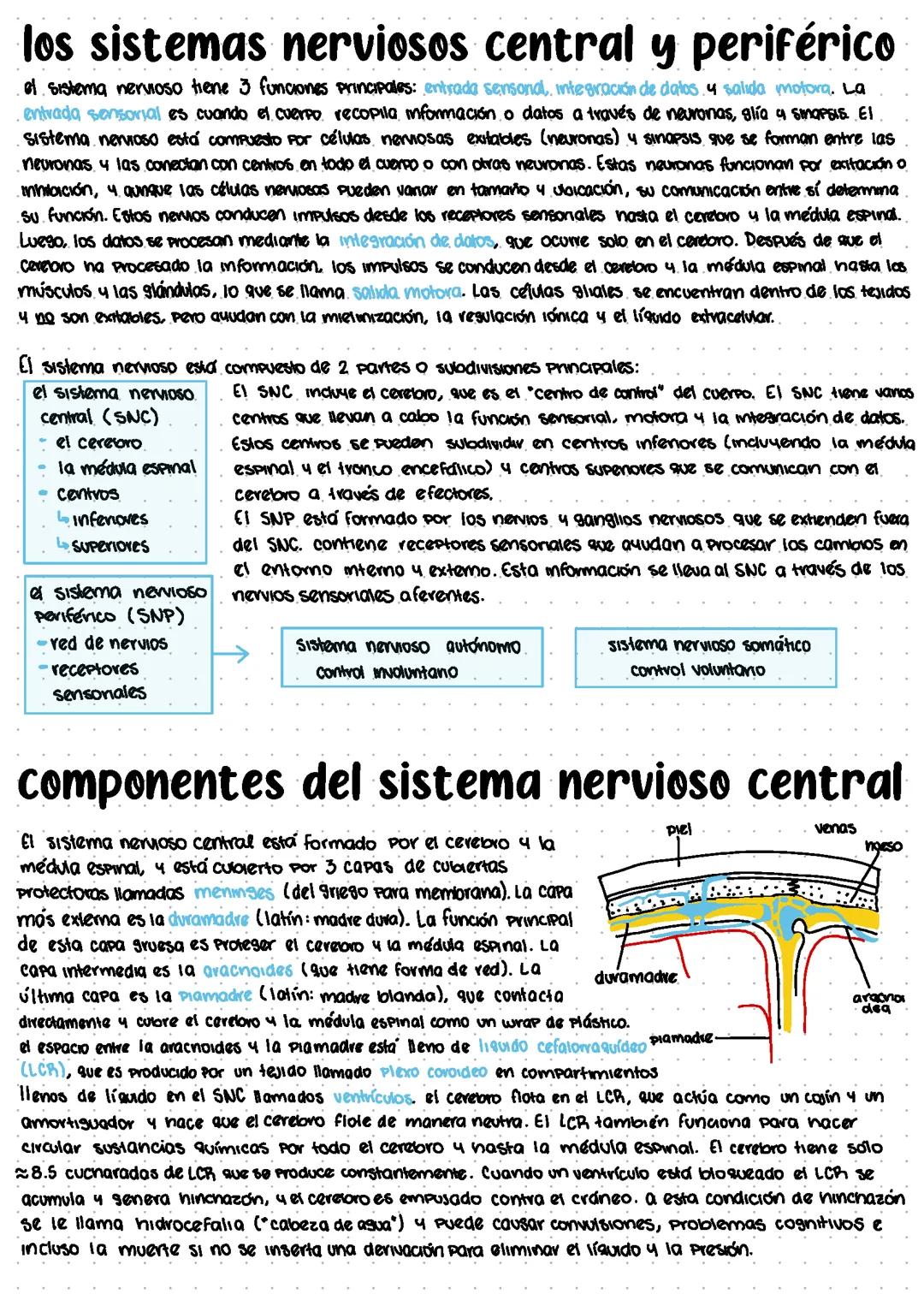Sistema Nervioso Central y Periférico (componentes, funciones, lóbulos, simpático y parasimpático)