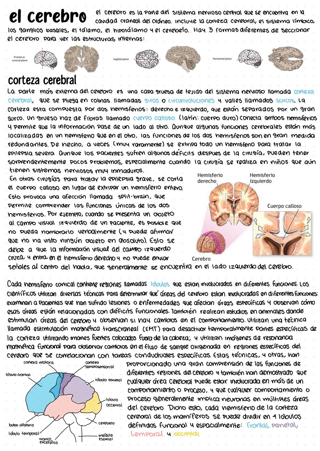 # los sistemas nerviosos central y periférico
el sistema nervioso tiene 3 funciones principales: entrada sensorial, integración de datos y s