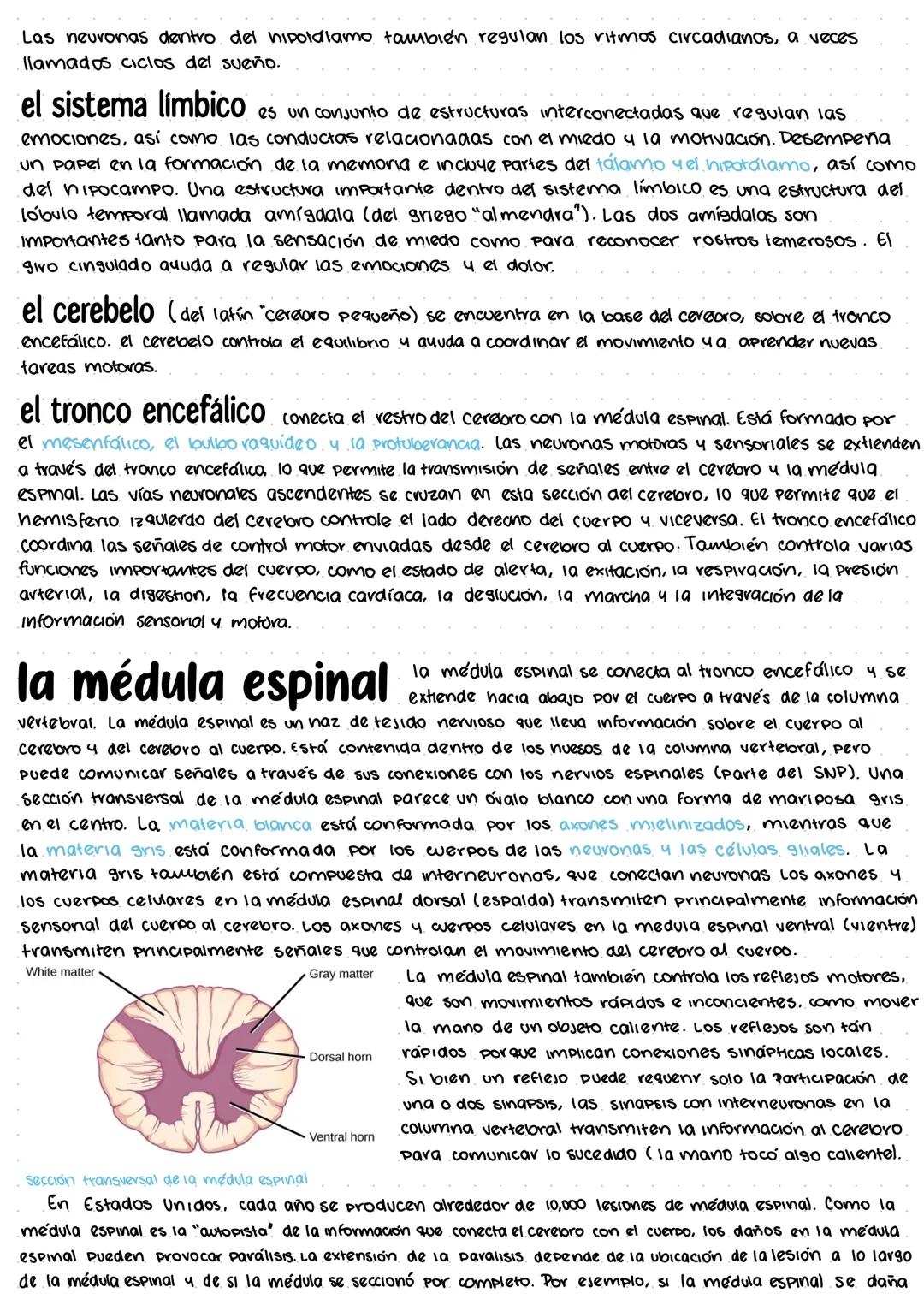 # los sistemas nerviosos central y periférico
el sistema nervioso tiene 3 funciones principales: entrada sensorial, integración de datos y s