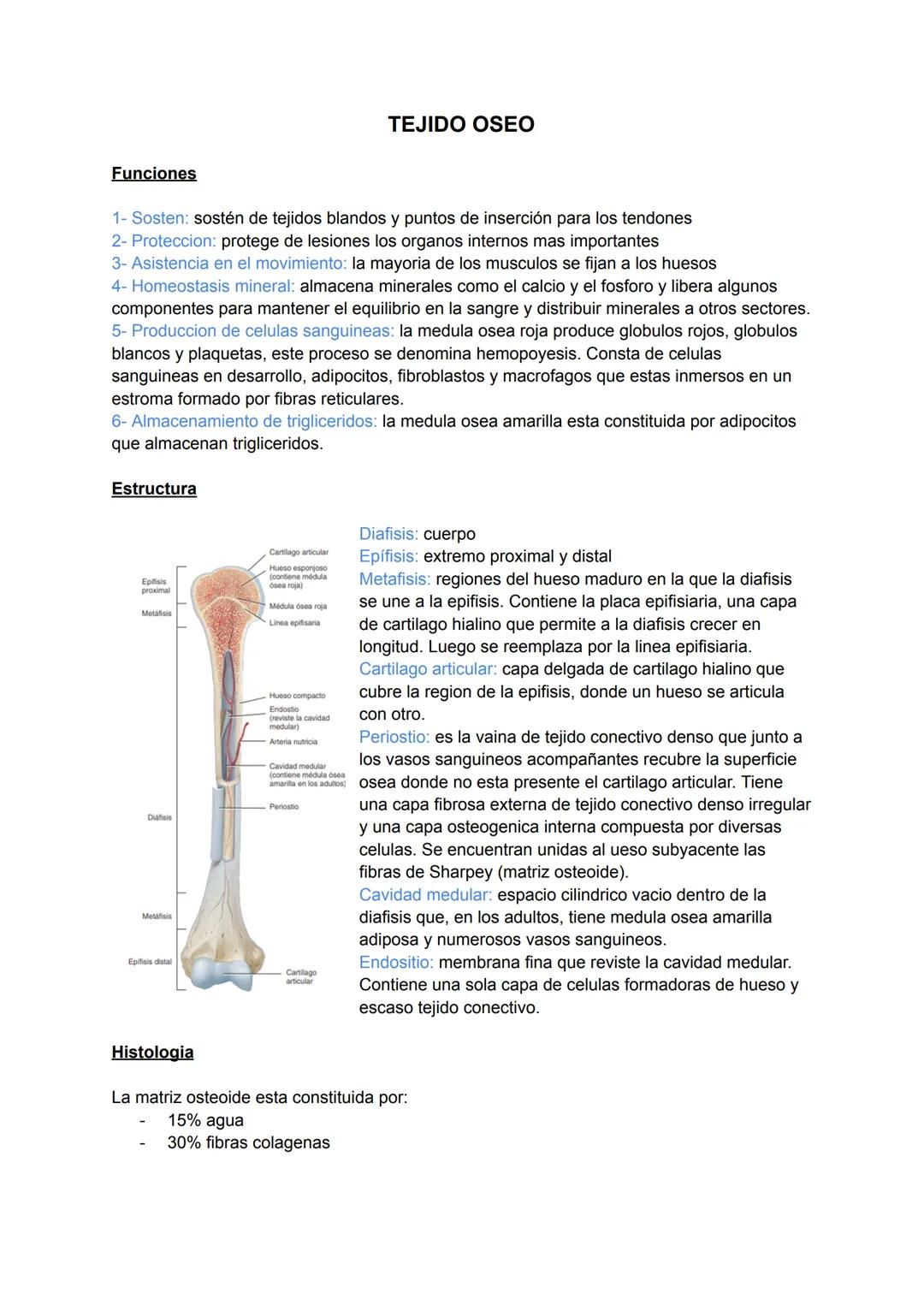 Funciones
TEJIDO OSEO
1- Sosten: sostén de tejidos blandos y puntos de inserción para los tendones
2- Proteccion: protege de lesiones los or