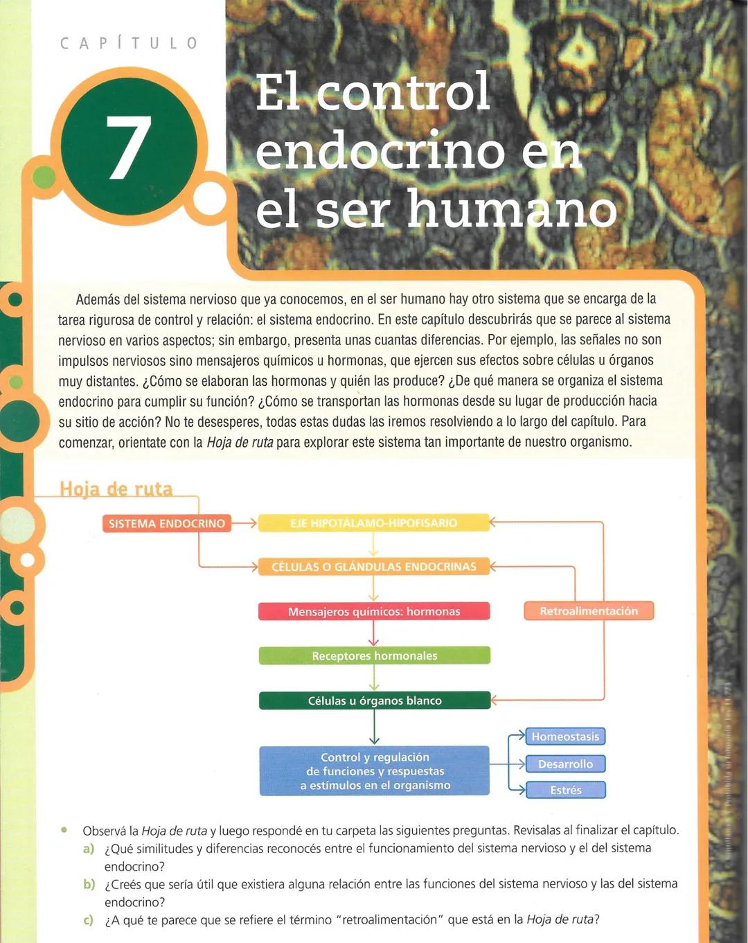Sistema endocrino