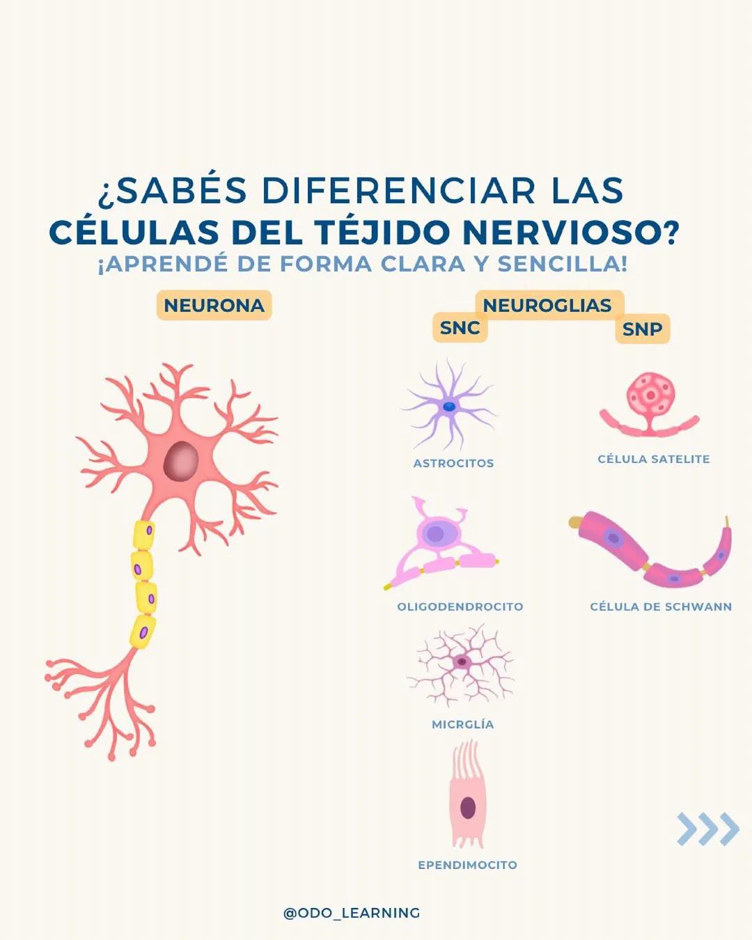 Celulas del sistema nervioso
