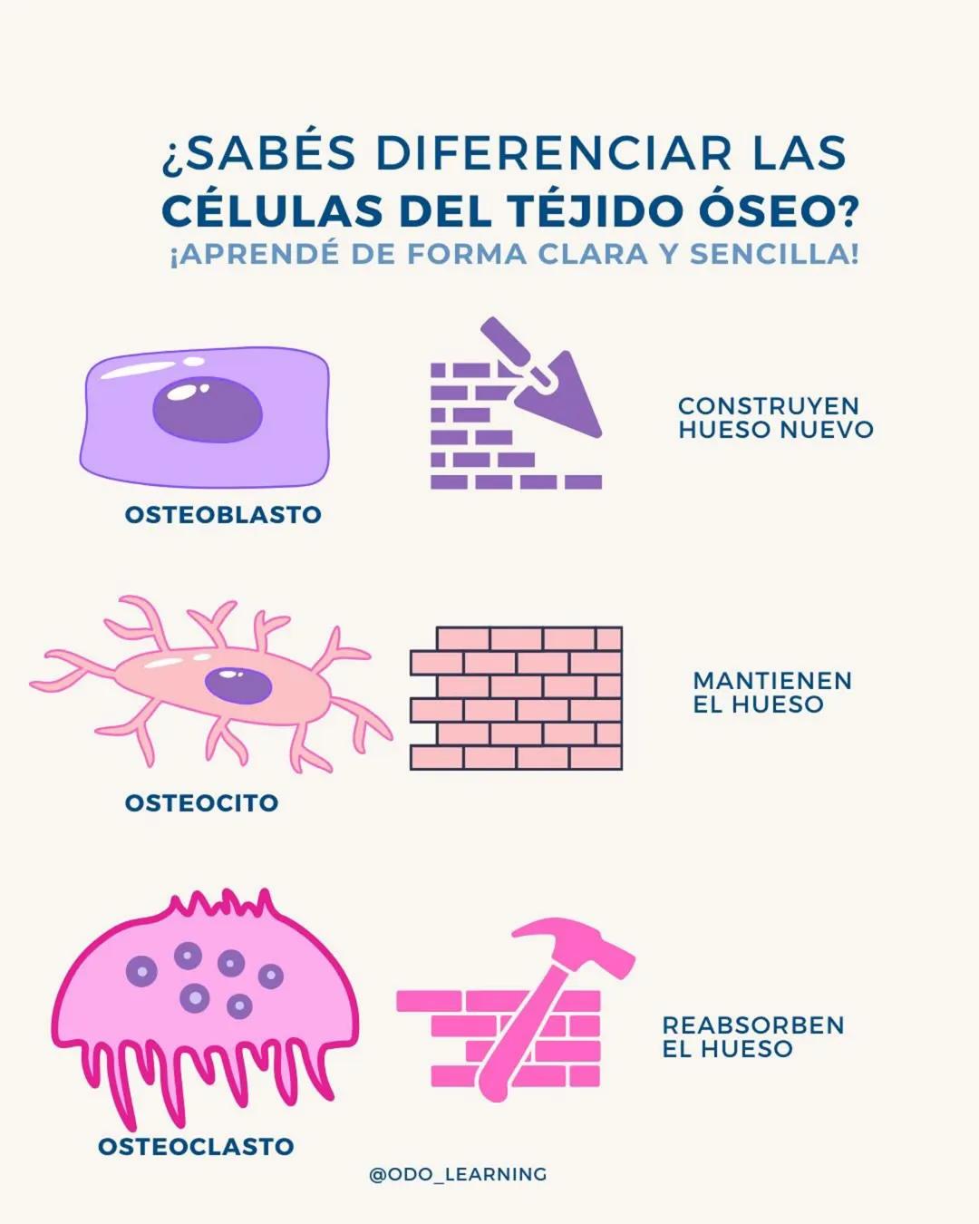 # ¿SABÉS DIFERENCIAR LAS
CÉLULAS DEL TÉJIDO NERVIOSO?
¡APRENDÉ DE FORMA CLARA Y SENCILLA!
NEURONA
NEUROGLIAS
SNC
SNP
ASTROCITOS
CÉLULA SATEL