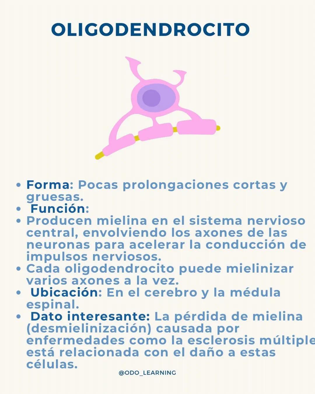 # ¿SABÉS DIFERENCIAR LAS
CÉLULAS DEL TÉJIDO NERVIOSO?
¡APRENDÉ DE FORMA CLARA Y SENCILLA!
NEURONA
NEUROGLIAS
SNC
SNP
ASTROCITOS
CÉLULA SATEL