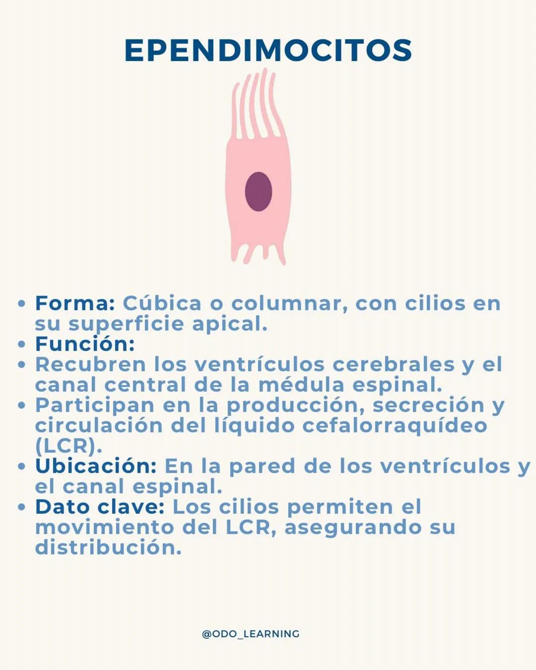 # ¿SABÉS DIFERENCIAR LAS
CÉLULAS DEL TÉJIDO NERVIOSO?
¡APRENDÉ DE FORMA CLARA Y SENCILLA!
NEURONA
NEUROGLIAS
SNC
SNP
ASTROCITOS
CÉLULA SATEL