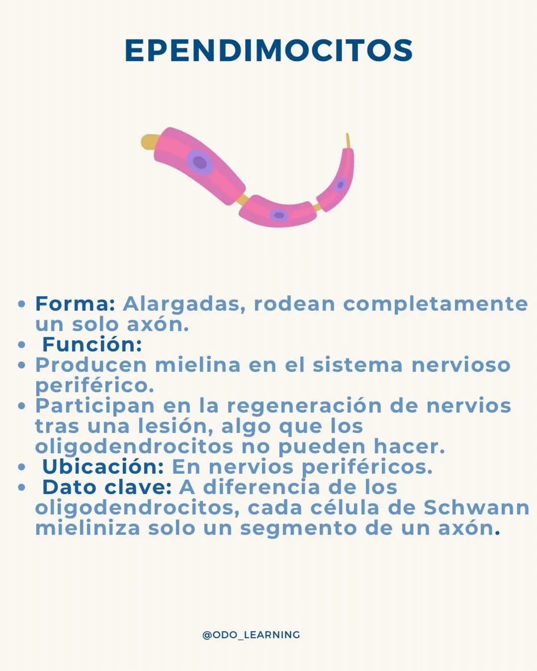 # ¿SABÉS DIFERENCIAR LAS
CÉLULAS DEL TÉJIDO NERVIOSO?
¡APRENDÉ DE FORMA CLARA Y SENCILLA!
NEURONA
NEUROGLIAS
SNC
SNP
ASTROCITOS
CÉLULA SATEL