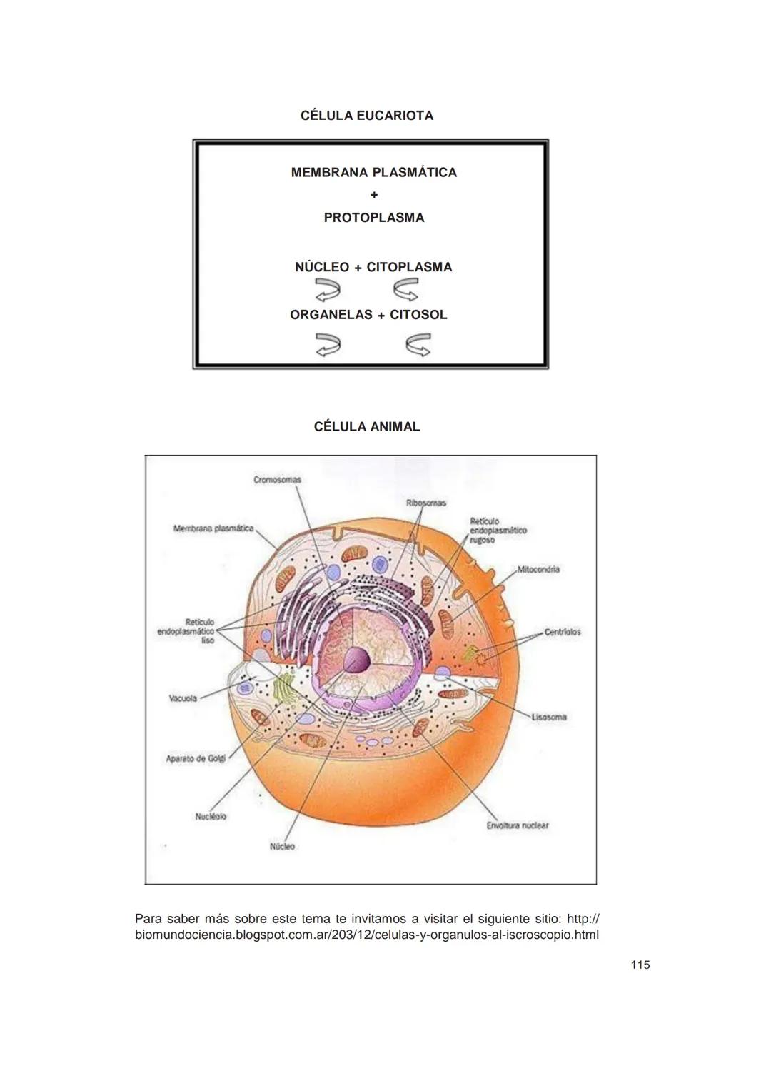 UNIVERSIDAD
CATÓLICA DE CORDOBA
Universidad Jesuita
# Introducción al estudio de
# las ciencias naturales
Diego Andrione
EDUCC
EDITORIAL