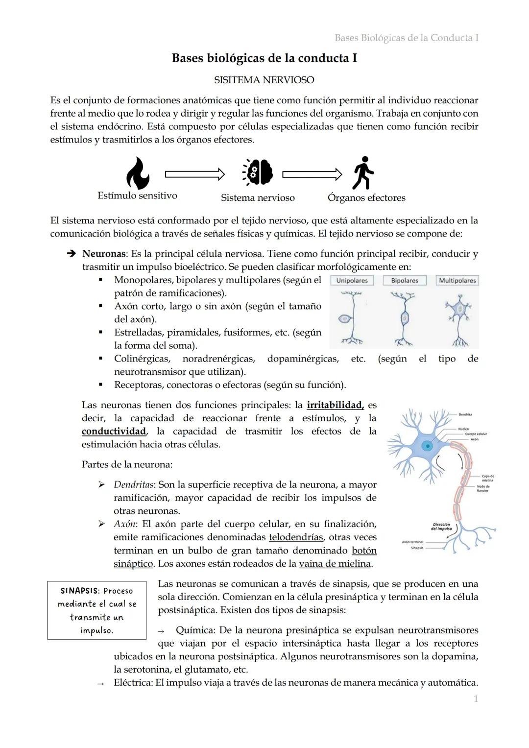 # Bases Biológicas de la Conducta I
Bases biológicas de la conducta I
SISITEMA NERVIOSO
Es el conjunto de formaciones anatómicas que tien