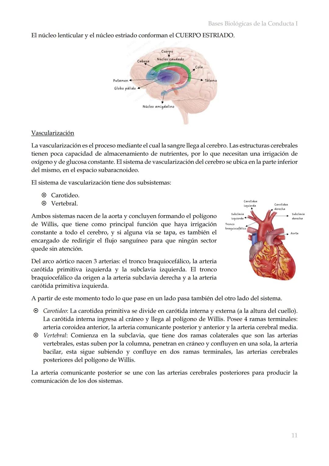 # Bases Biológicas de la Conducta I
Bases biológicas de la conducta I
SISITEMA NERVIOSO
Es el conjunto de formaciones anatómicas que tien