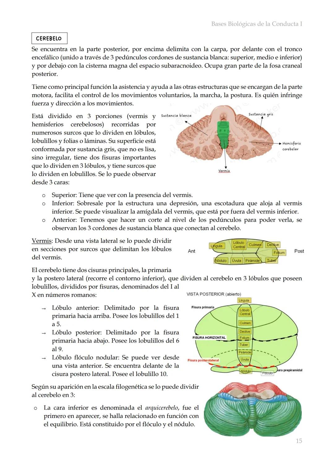 # Bases Biológicas de la Conducta I
Bases biológicas de la conducta I
SISITEMA NERVIOSO
Es el conjunto de formaciones anatómicas que tien