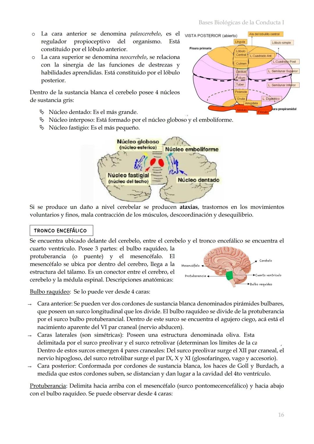 # Bases Biológicas de la Conducta I
Bases biológicas de la conducta I
SISITEMA NERVIOSO
Es el conjunto de formaciones anatómicas que tien