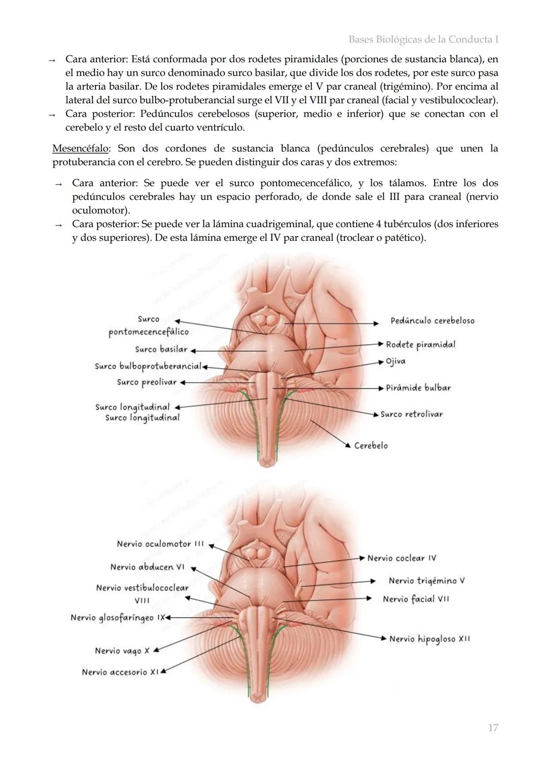 # Bases Biológicas de la Conducta I
Bases biológicas de la conducta I
SISITEMA NERVIOSO
Es el conjunto de formaciones anatómicas que tien