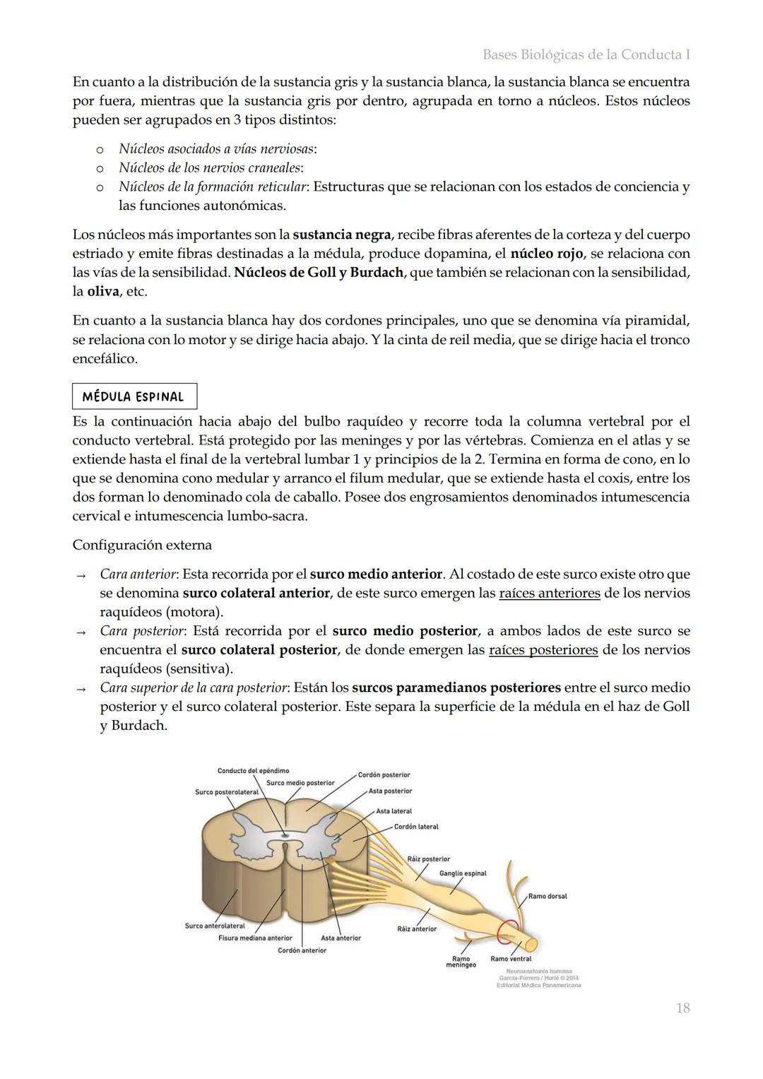 # Bases Biológicas de la Conducta I
Bases biológicas de la conducta I
SISITEMA NERVIOSO
Es el conjunto de formaciones anatómicas que tien