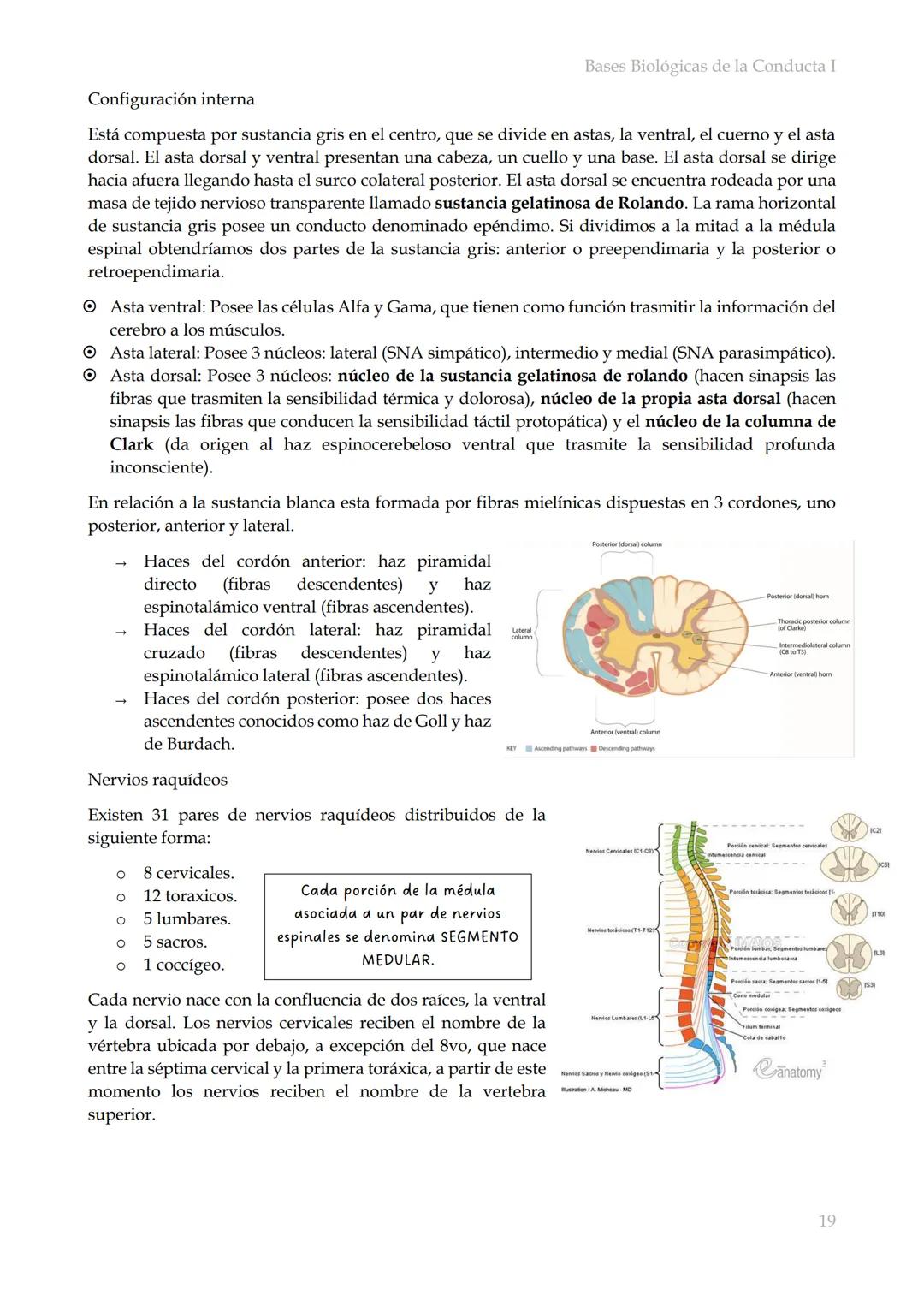 # Bases Biológicas de la Conducta I
Bases biológicas de la conducta I
SISITEMA NERVIOSO
Es el conjunto de formaciones anatómicas que tien