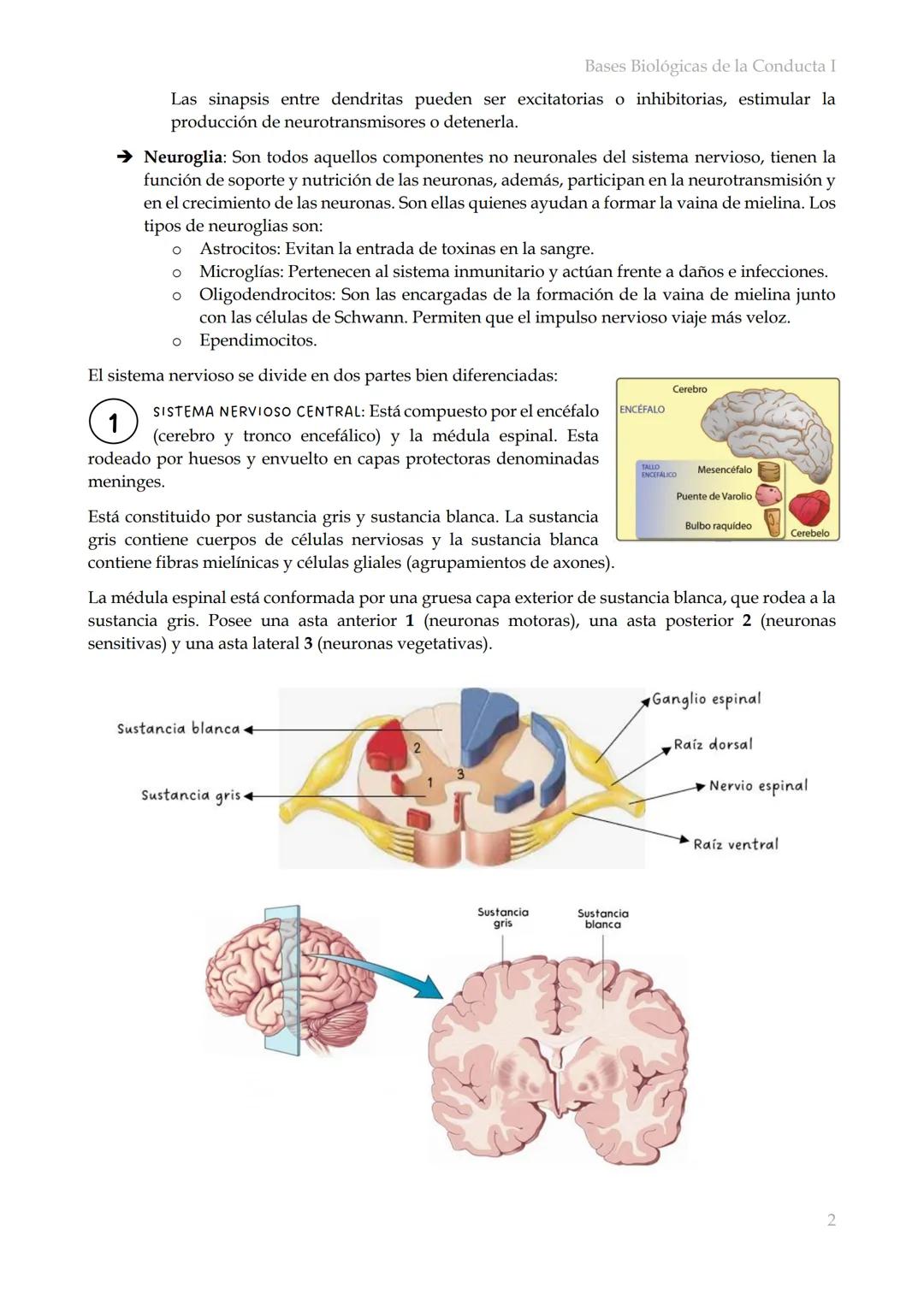 # Bases Biológicas de la Conducta I
Bases biológicas de la conducta I
SISITEMA NERVIOSO
Es el conjunto de formaciones anatómicas que tien