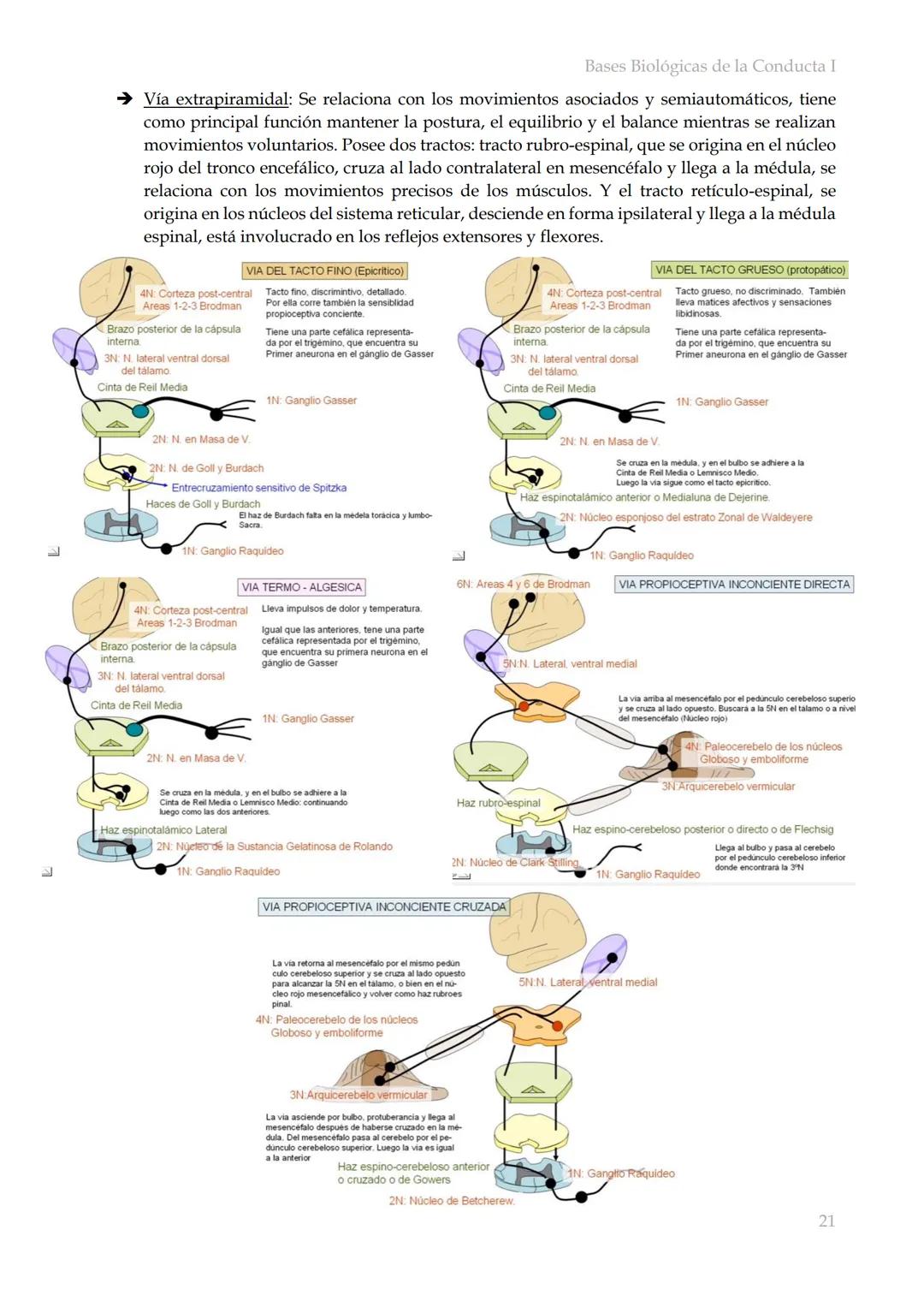 # Bases Biológicas de la Conducta I
Bases biológicas de la conducta I
SISITEMA NERVIOSO
Es el conjunto de formaciones anatómicas que tien