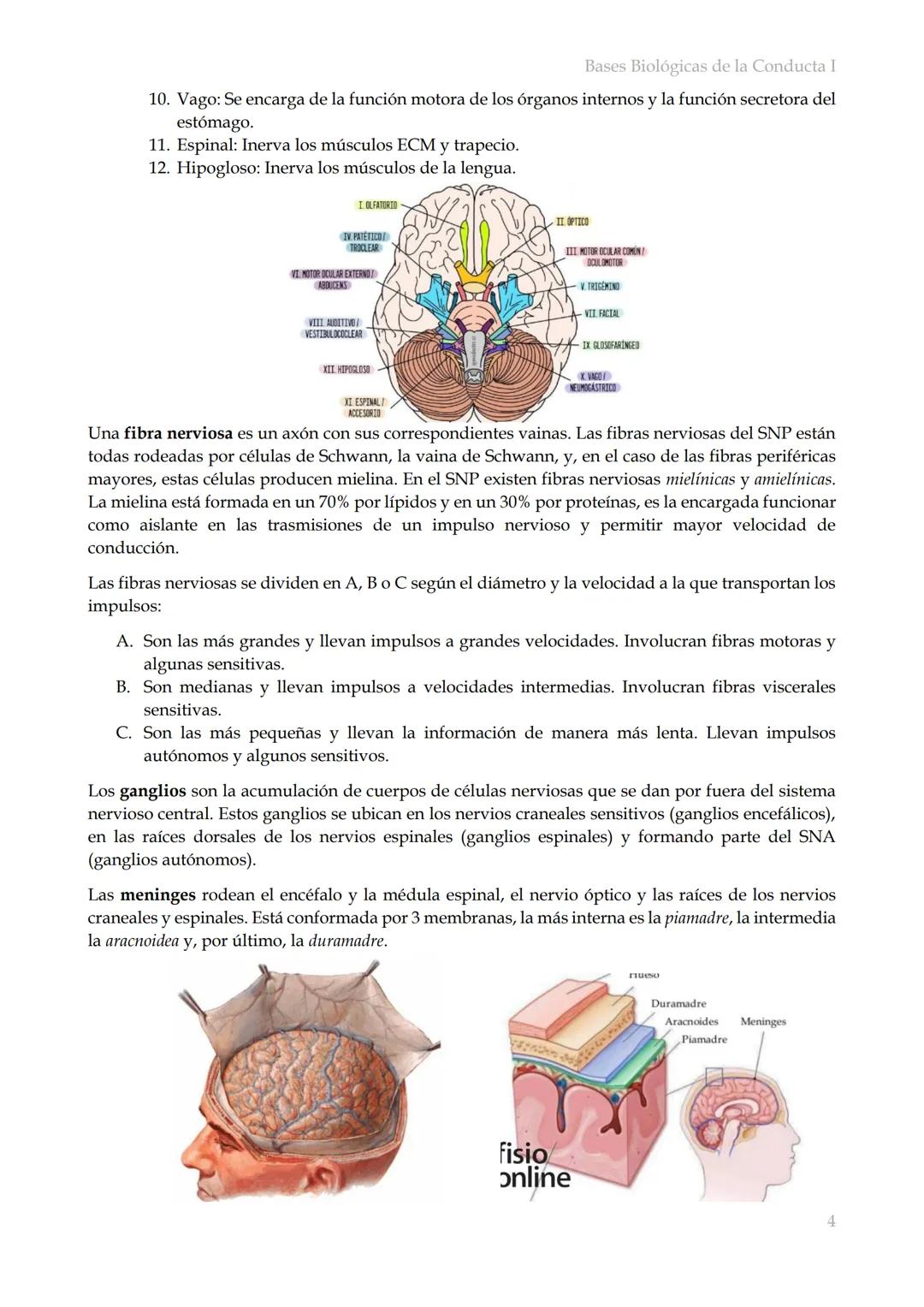 # Bases Biológicas de la Conducta I
Bases biológicas de la conducta I
SISITEMA NERVIOSO
Es el conjunto de formaciones anatómicas que tien