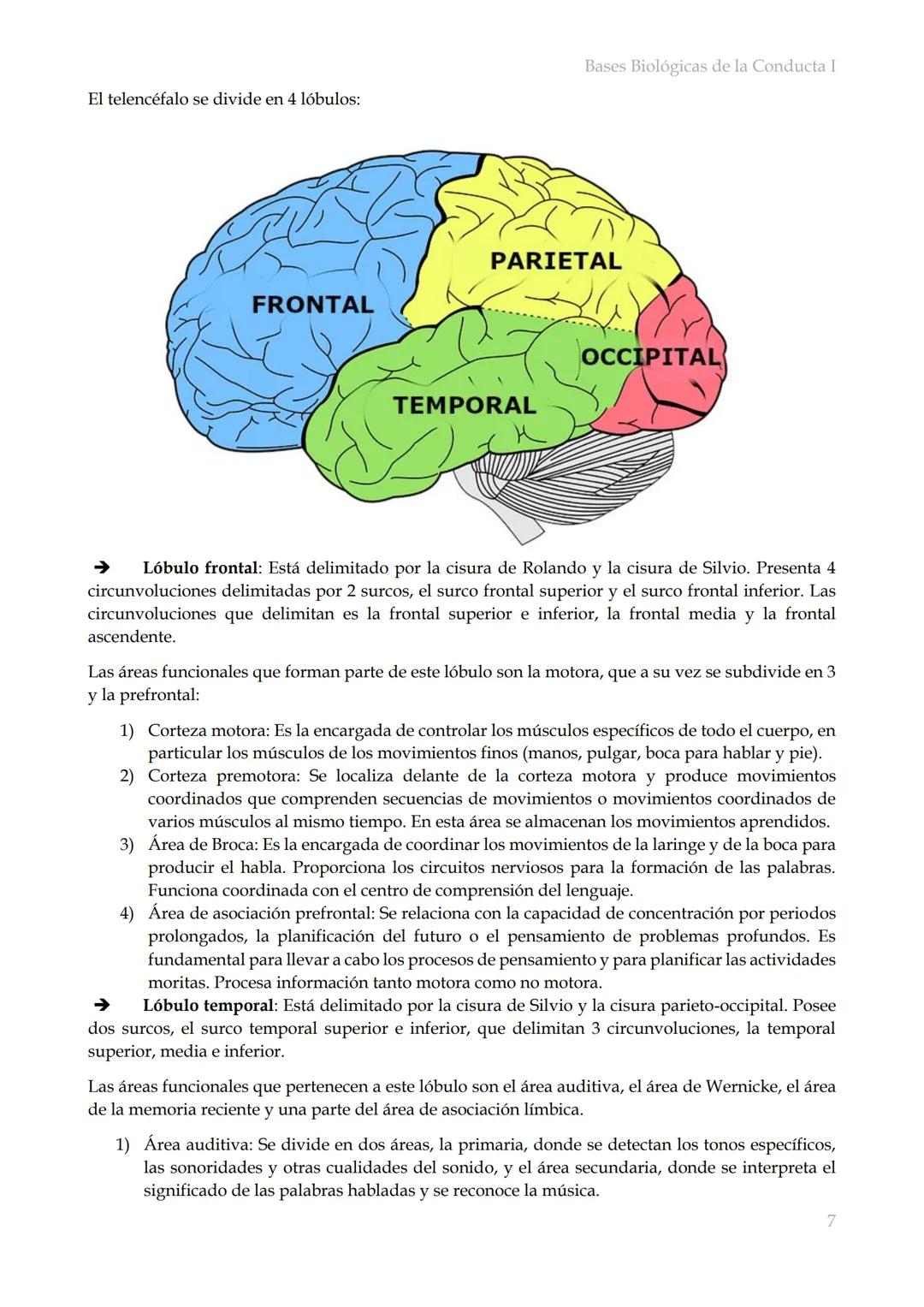 # Bases Biológicas de la Conducta I
Bases biológicas de la conducta I
SISITEMA NERVIOSO
Es el conjunto de formaciones anatómicas que tien