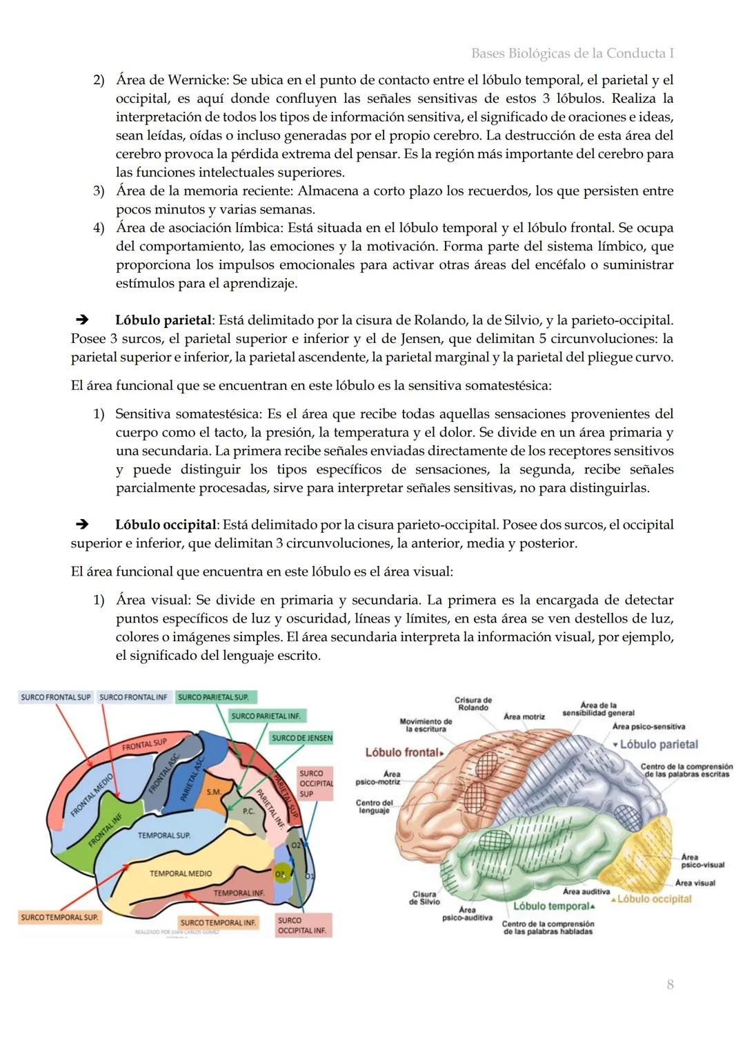 # Bases Biológicas de la Conducta I
Bases biológicas de la conducta I
SISITEMA NERVIOSO
Es el conjunto de formaciones anatómicas que tien