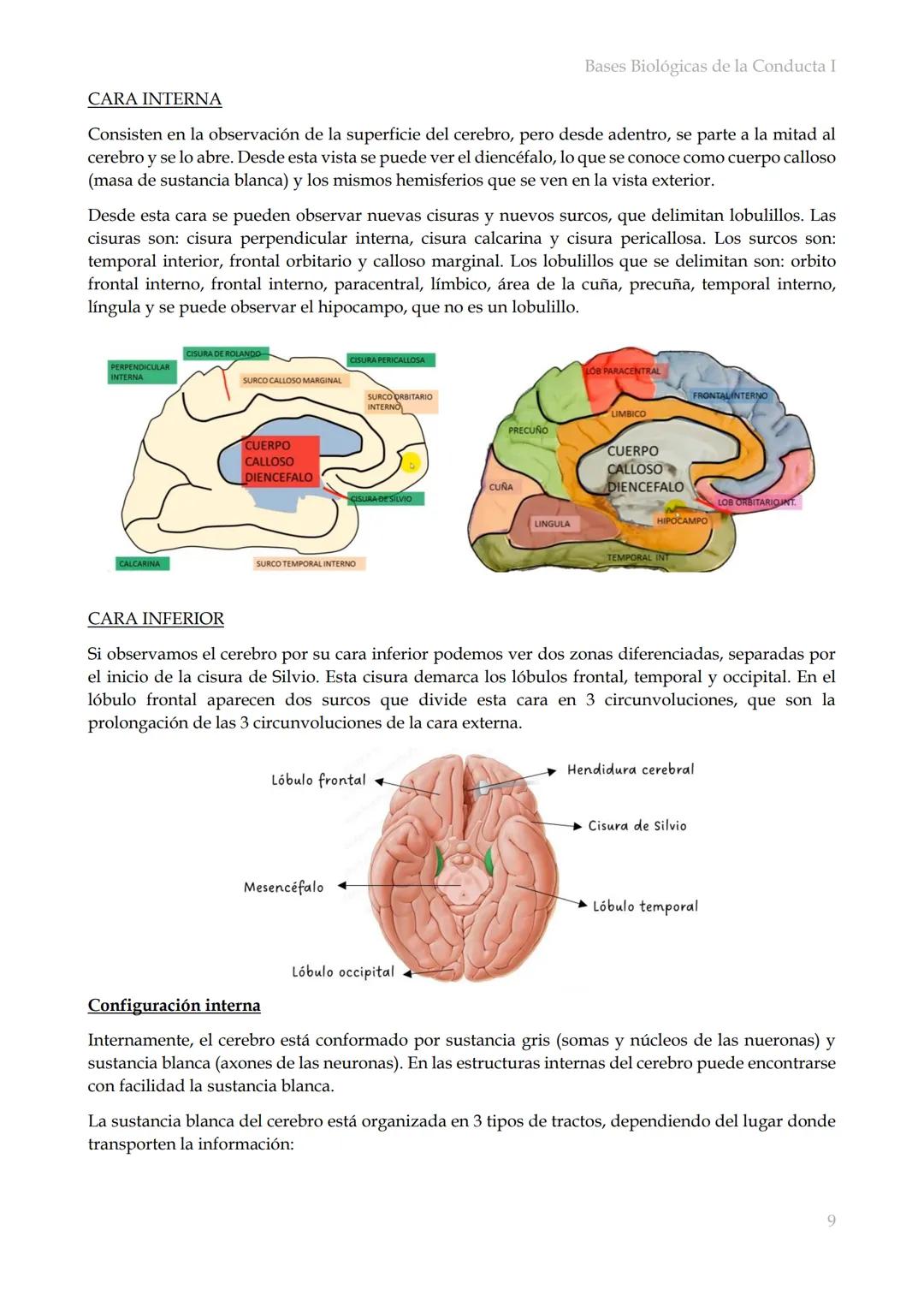 # Bases Biológicas de la Conducta I
Bases biológicas de la conducta I
SISITEMA NERVIOSO
Es el conjunto de formaciones anatómicas que tien