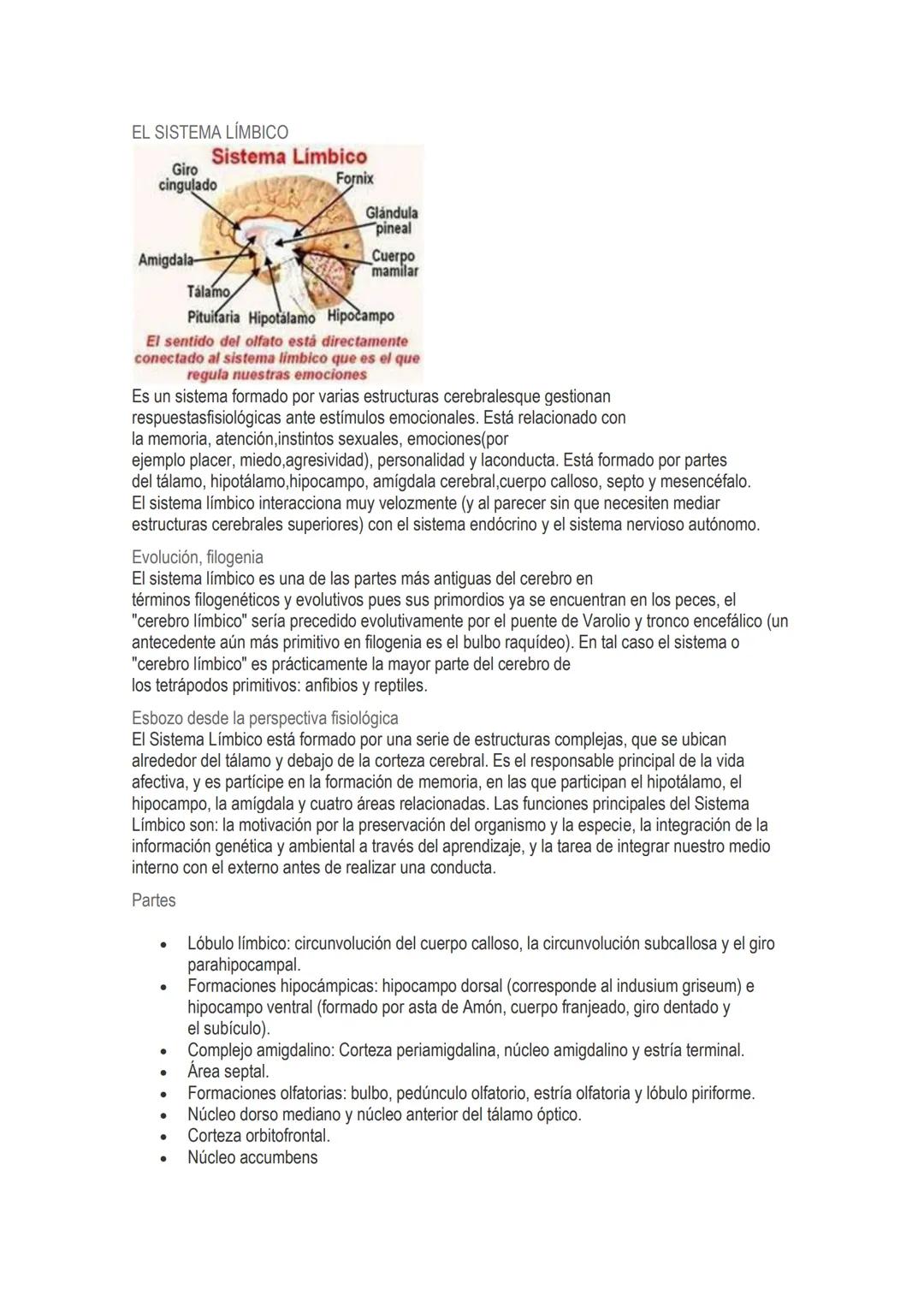 # EL SISTEMA LÍMBICO
Sistema Limbico
Giro
cingulado
Fornix
Glándula
pineal
Amigdala-
Cuerpo
mamilar
Tálamo
Pituitaria Hipotalamo Hipo