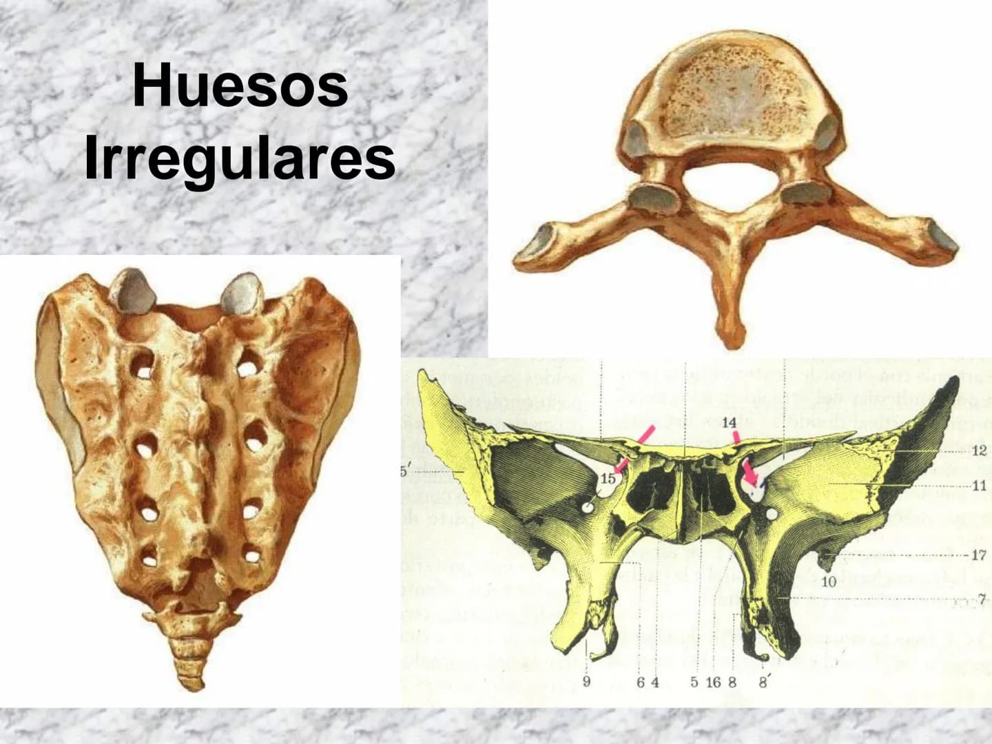 # APARATO
# LOCOMOTOR
HUESOS
ARTICULACIONES
MÚSCULOS Maxilla-
-Skull
Shoulder
joint
Humerus.
Elbowjoint
Radius
Ulna
Mandible
Clavicle