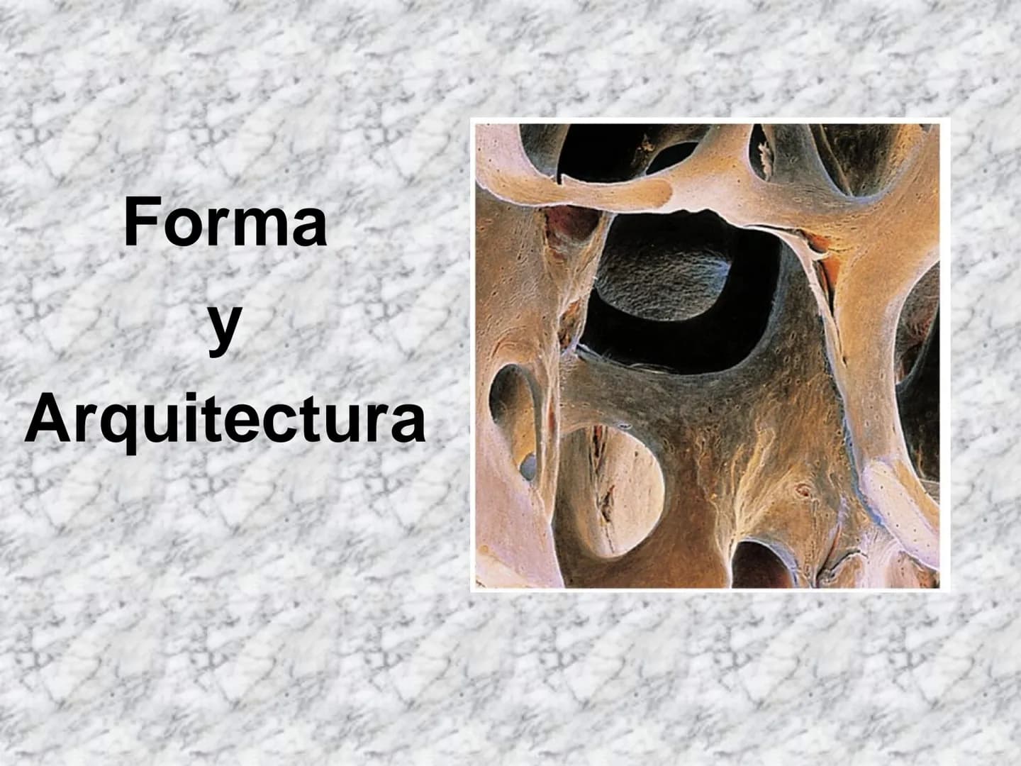 # APARATO
# LOCOMOTOR
HUESOS
ARTICULACIONES
MÚSCULOS Maxilla-
-Skull
Shoulder
joint
Humerus.
Elbowjoint
Radius
Ulna
Mandible
Clavicle