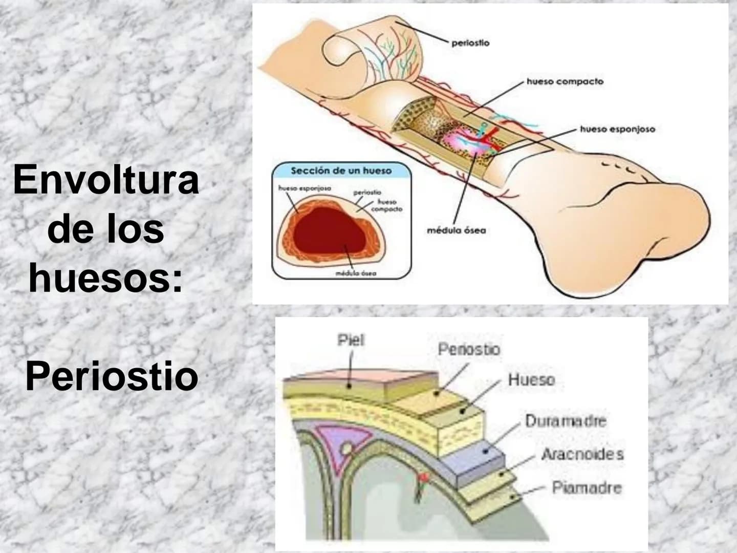 # APARATO
# LOCOMOTOR
HUESOS
ARTICULACIONES
MÚSCULOS Maxilla-
-Skull
Shoulder
joint
Humerus.
Elbowjoint
Radius
Ulna
Mandible
Clavicle