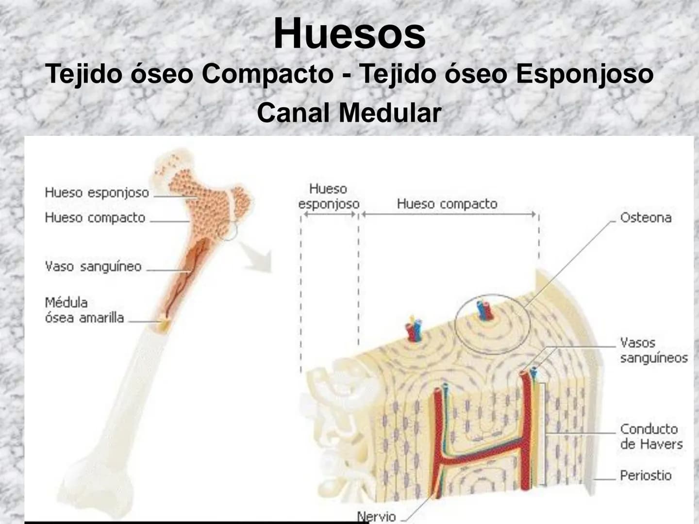 # APARATO
# LOCOMOTOR
HUESOS
ARTICULACIONES
MÚSCULOS Maxilla-
-Skull
Shoulder
joint
Humerus.
Elbowjoint
Radius
Ulna
Mandible
Clavicle
