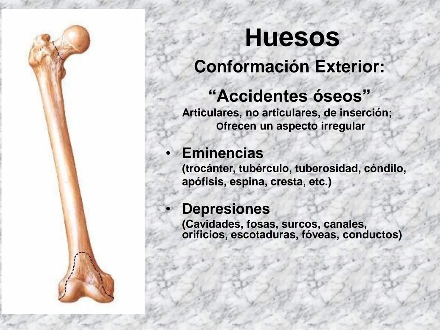 # APARATO
# LOCOMOTOR
HUESOS
ARTICULACIONES
MÚSCULOS Maxilla-
-Skull
Shoulder
joint
Humerus.
Elbowjoint
Radius
Ulna
Mandible
Clavicle