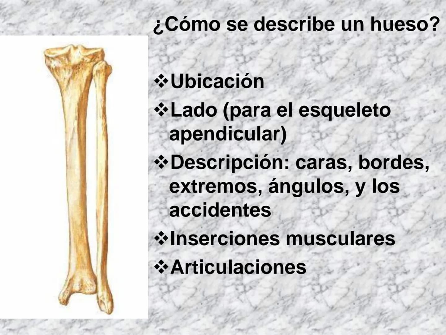 # APARATO
# LOCOMOTOR
HUESOS
ARTICULACIONES
MÚSCULOS Maxilla-
-Skull
Shoulder
joint
Humerus.
Elbowjoint
Radius
Ulna
Mandible
Clavicle