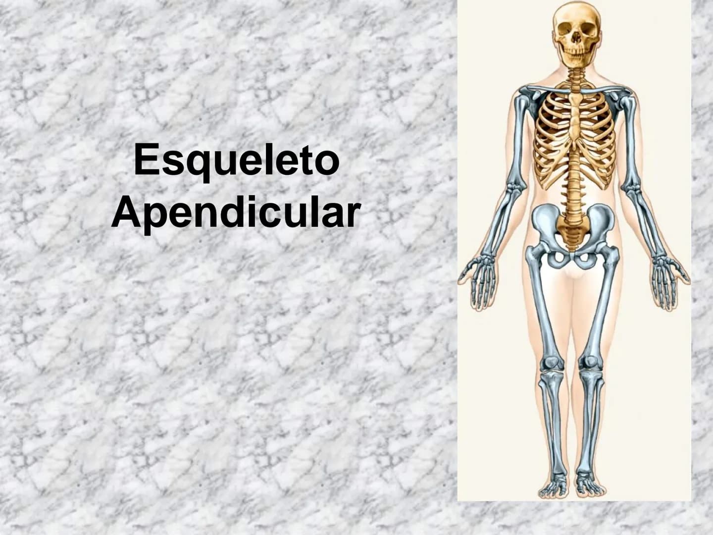 # APARATO
# LOCOMOTOR
HUESOS
ARTICULACIONES
MÚSCULOS Maxilla-
-Skull
Shoulder
joint
Humerus.
Elbowjoint
Radius
Ulna
Mandible
Clavicle