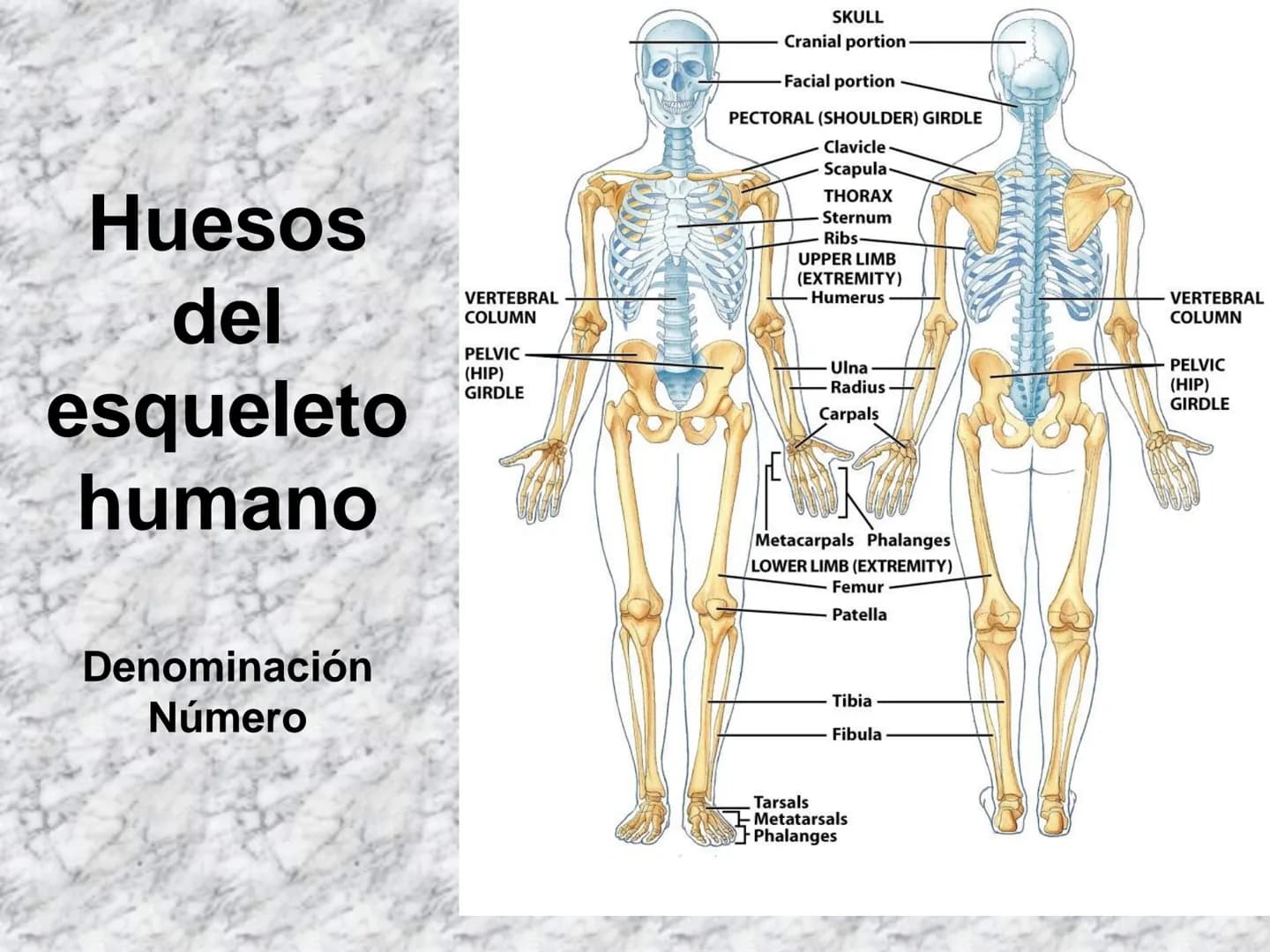 # APARATO
# LOCOMOTOR
HUESOS
ARTICULACIONES
MÚSCULOS Maxilla-
-Skull
Shoulder
joint
Humerus.
Elbowjoint
Radius
Ulna
Mandible
Clavicle