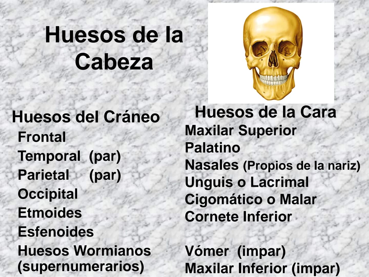 # APARATO
# LOCOMOTOR
HUESOS
ARTICULACIONES
MÚSCULOS Maxilla-
-Skull
Shoulder
joint
Humerus.
Elbowjoint
Radius
Ulna
Mandible
Clavicle