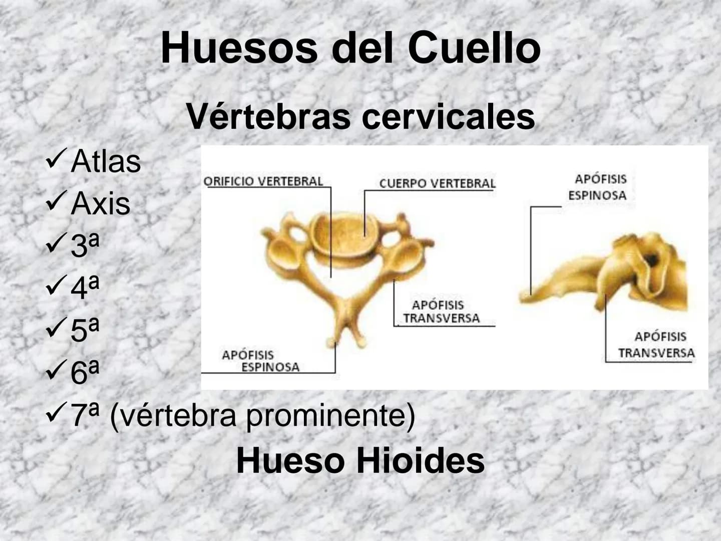# APARATO
# LOCOMOTOR
HUESOS
ARTICULACIONES
MÚSCULOS Maxilla-
-Skull
Shoulder
joint
Humerus.
Elbowjoint
Radius
Ulna
Mandible
Clavicle