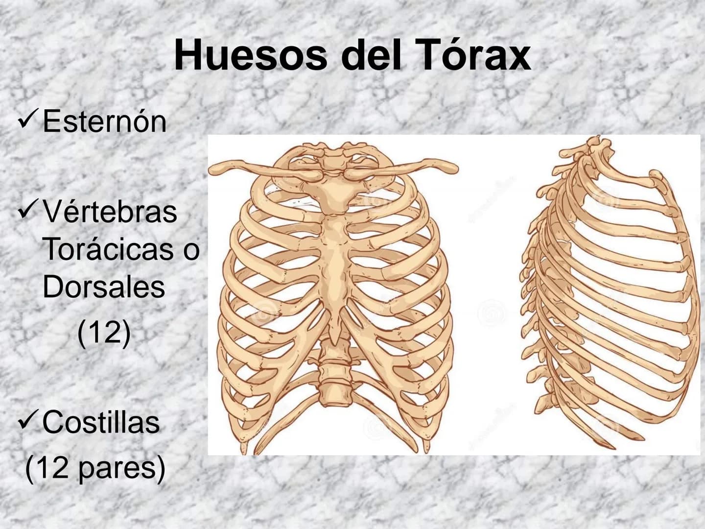 # APARATO
# LOCOMOTOR
HUESOS
ARTICULACIONES
MÚSCULOS Maxilla-
-Skull
Shoulder
joint
Humerus.
Elbowjoint
Radius
Ulna
Mandible
Clavicle