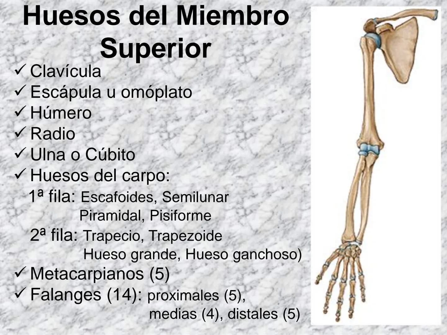 # APARATO
# LOCOMOTOR
HUESOS
ARTICULACIONES
MÚSCULOS Maxilla-
-Skull
Shoulder
joint
Humerus.
Elbowjoint
Radius
Ulna
Mandible
Clavicle