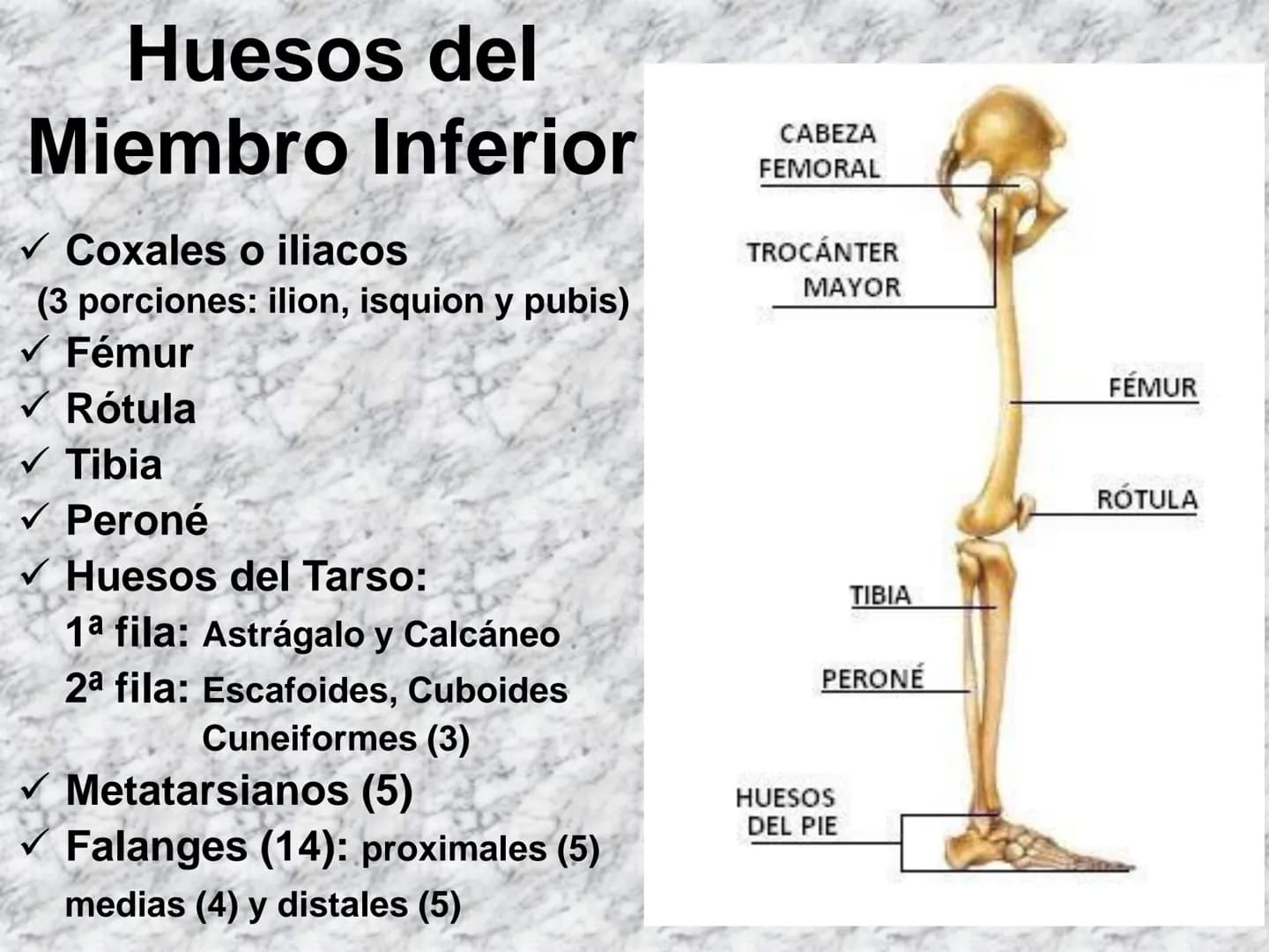 # APARATO
# LOCOMOTOR
HUESOS
ARTICULACIONES
MÚSCULOS Maxilla-
-Skull
Shoulder
joint
Humerus.
Elbowjoint
Radius
Ulna
Mandible
Clavicle