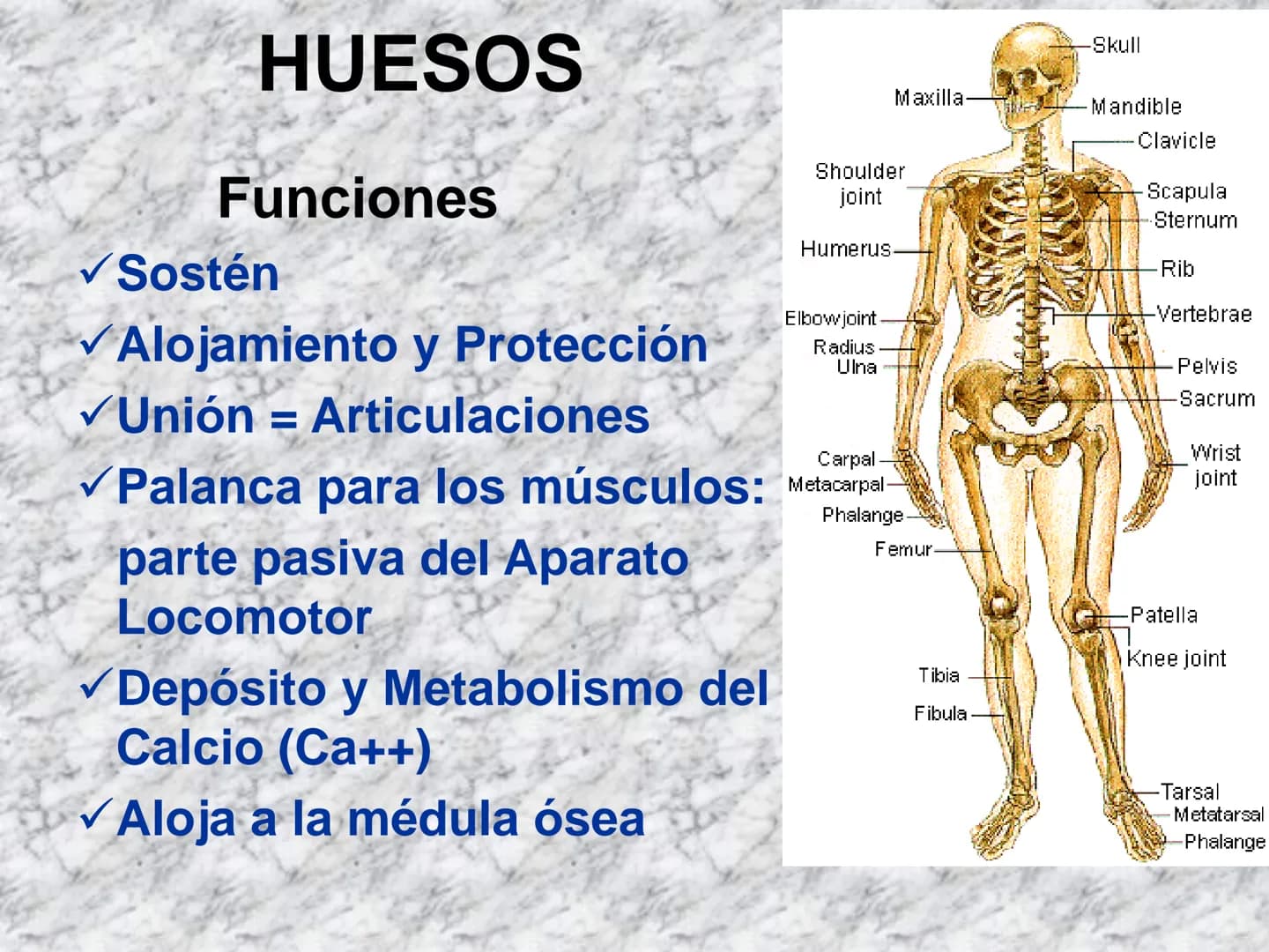 # APARATO
# LOCOMOTOR
HUESOS
ARTICULACIONES
MÚSCULOS Maxilla-
-Skull
Shoulder
joint
Humerus.
Elbowjoint
Radius
Ulna
Mandible
Clavicle