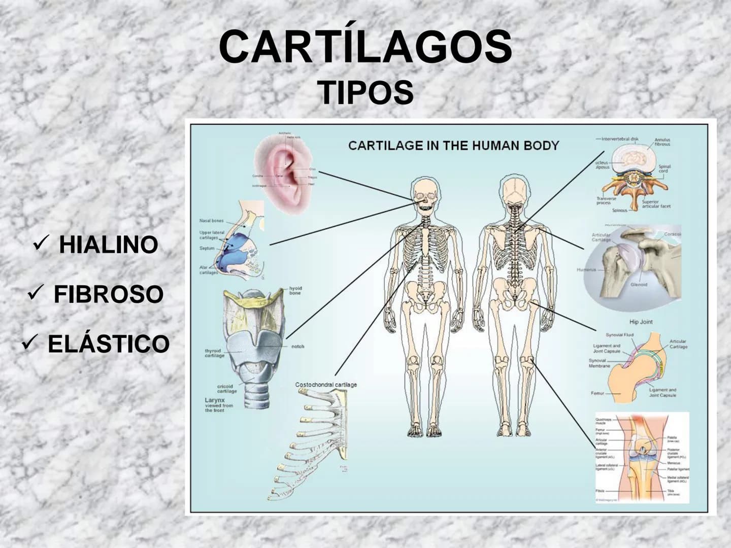 # APARATO
# LOCOMOTOR
HUESOS
ARTICULACIONES
MÚSCULOS Maxilla-
-Skull
Shoulder
joint
Humerus.
Elbowjoint
Radius
Ulna
Mandible
Clavicle